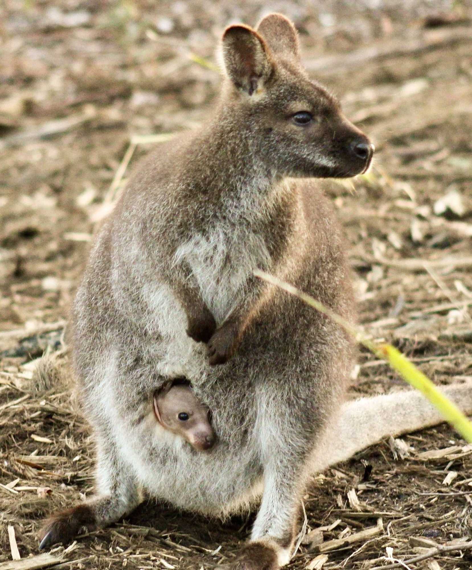 Gift card for Free Spirit Pods