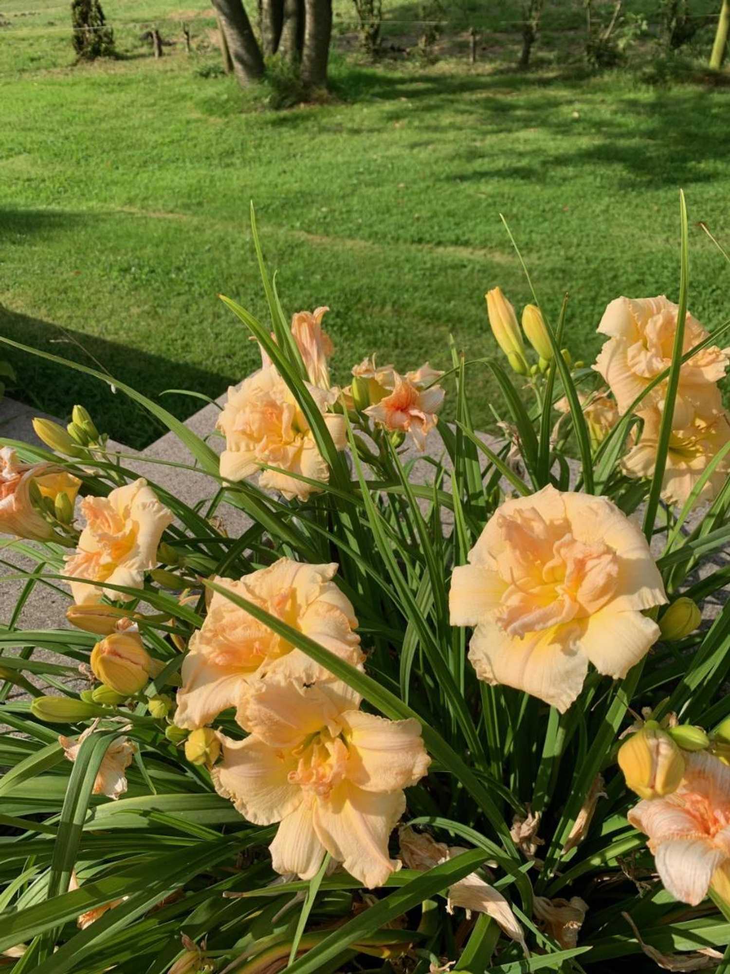 Gift card for Apartments Mester