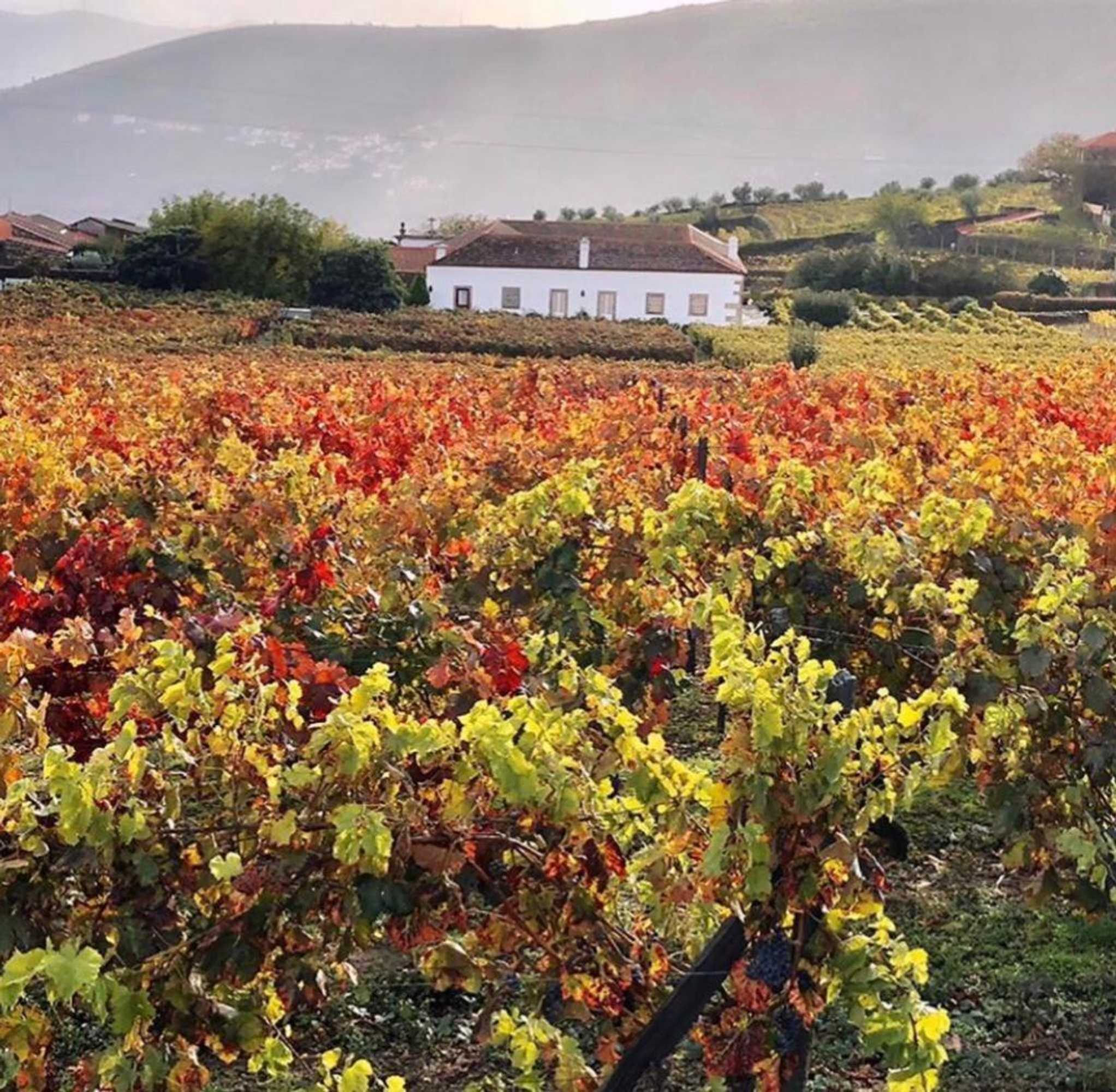 Gift card for Morgadio da Calcada Douro Wine&tourism