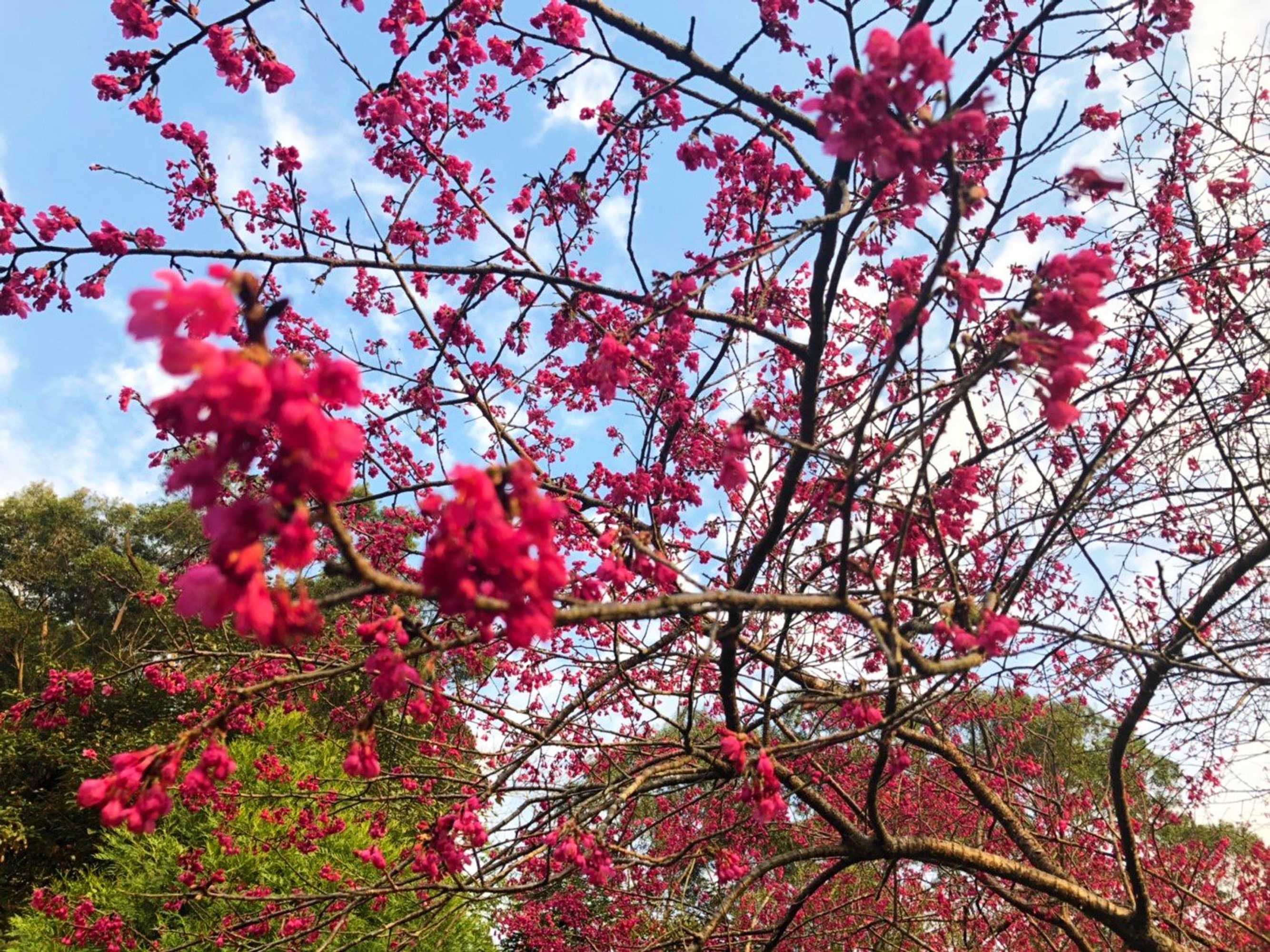 Gift card for Xianshan Homestay