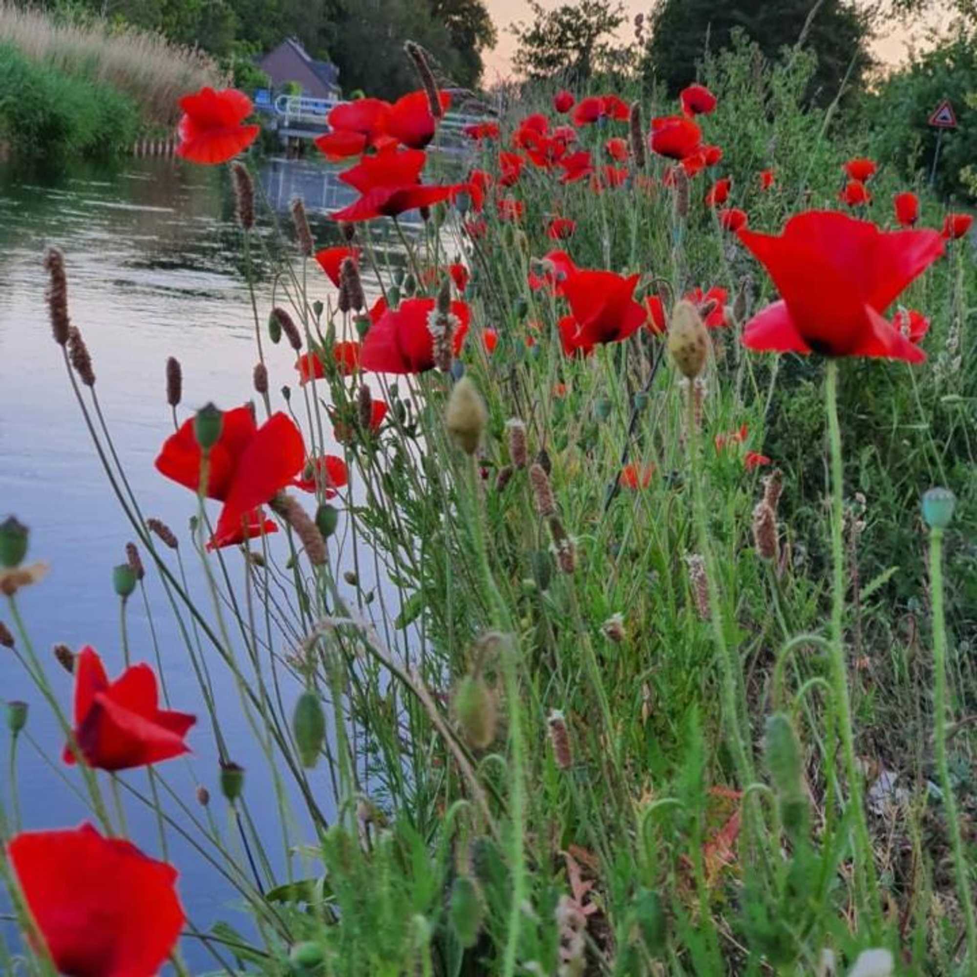 Gift card for De Vliegende Vlinder