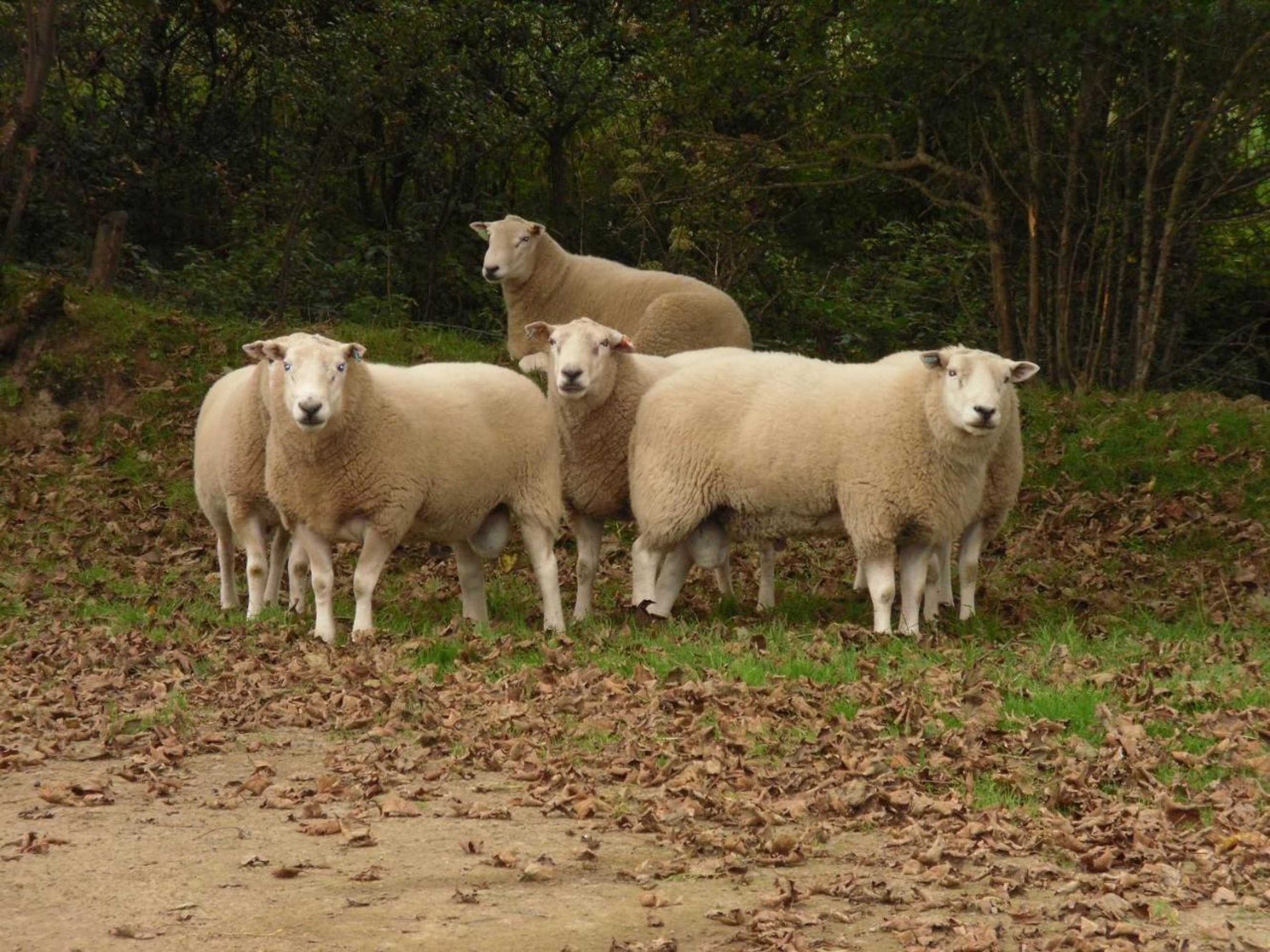 Gift card for Rectory Farm