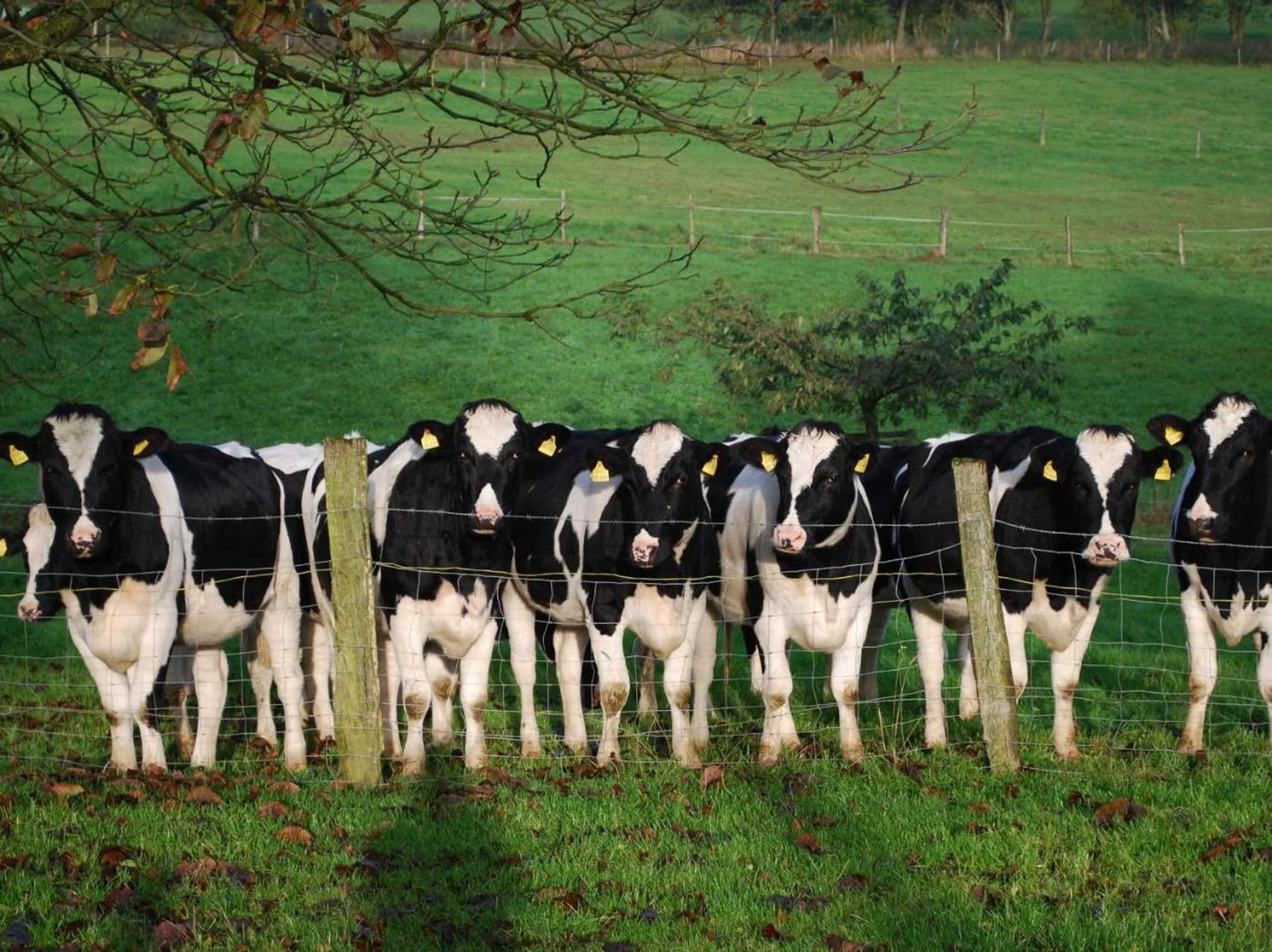 Gift card for Stöltings Landhaus