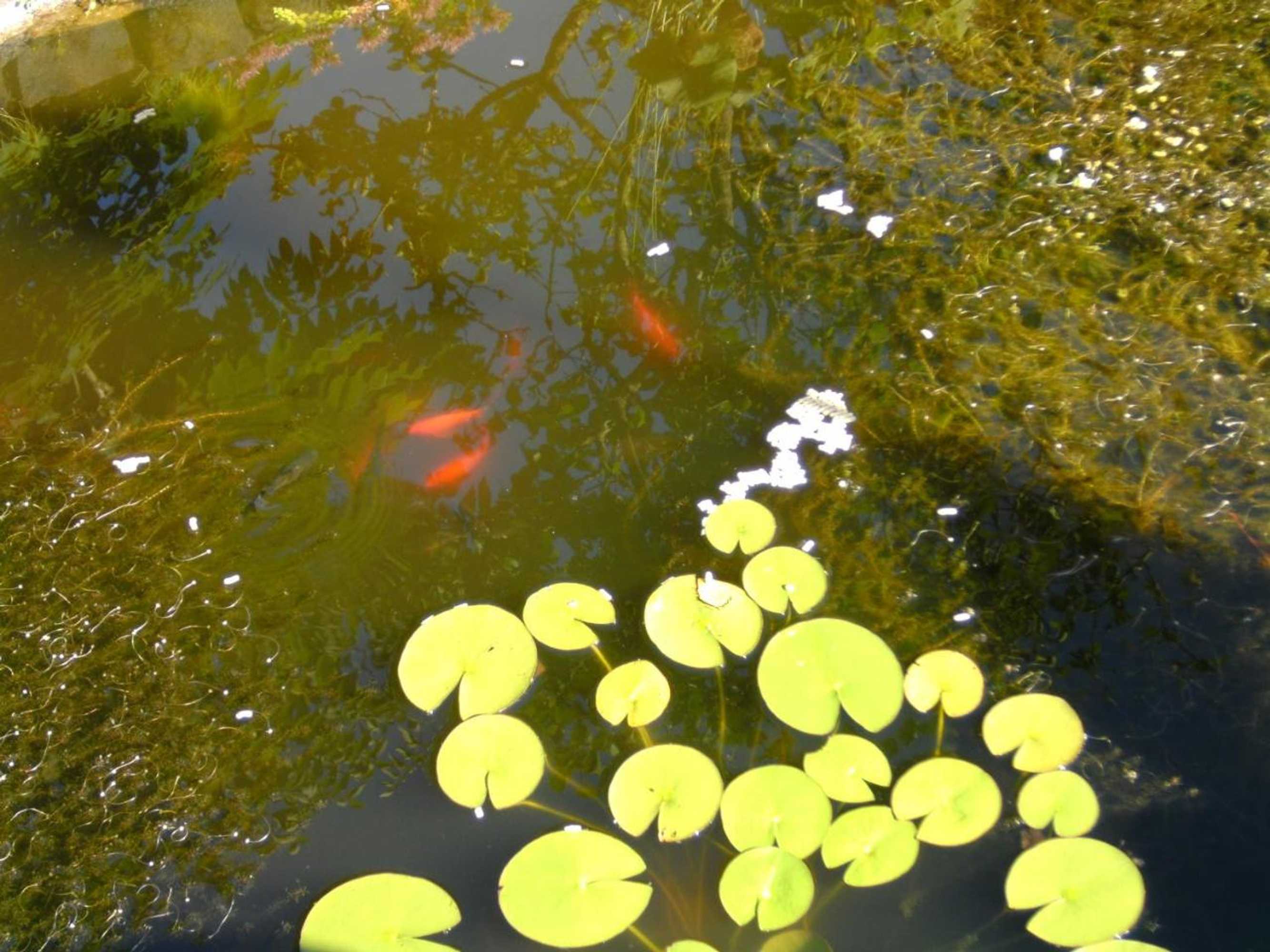 Gift card for Vakantiehuis 't Laaisterplakky Zonder Drempels