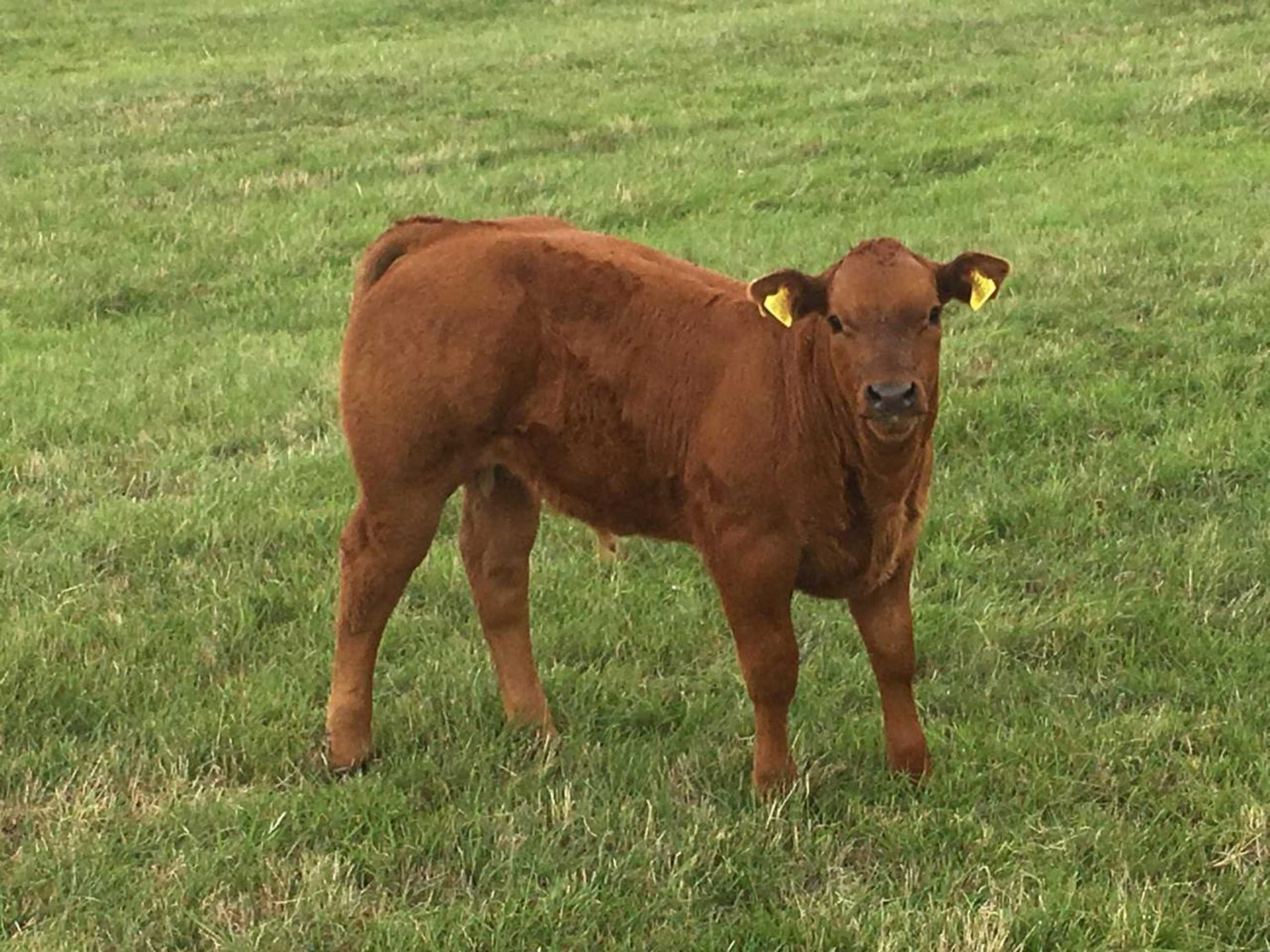 Gift card for Weatherhead Farm