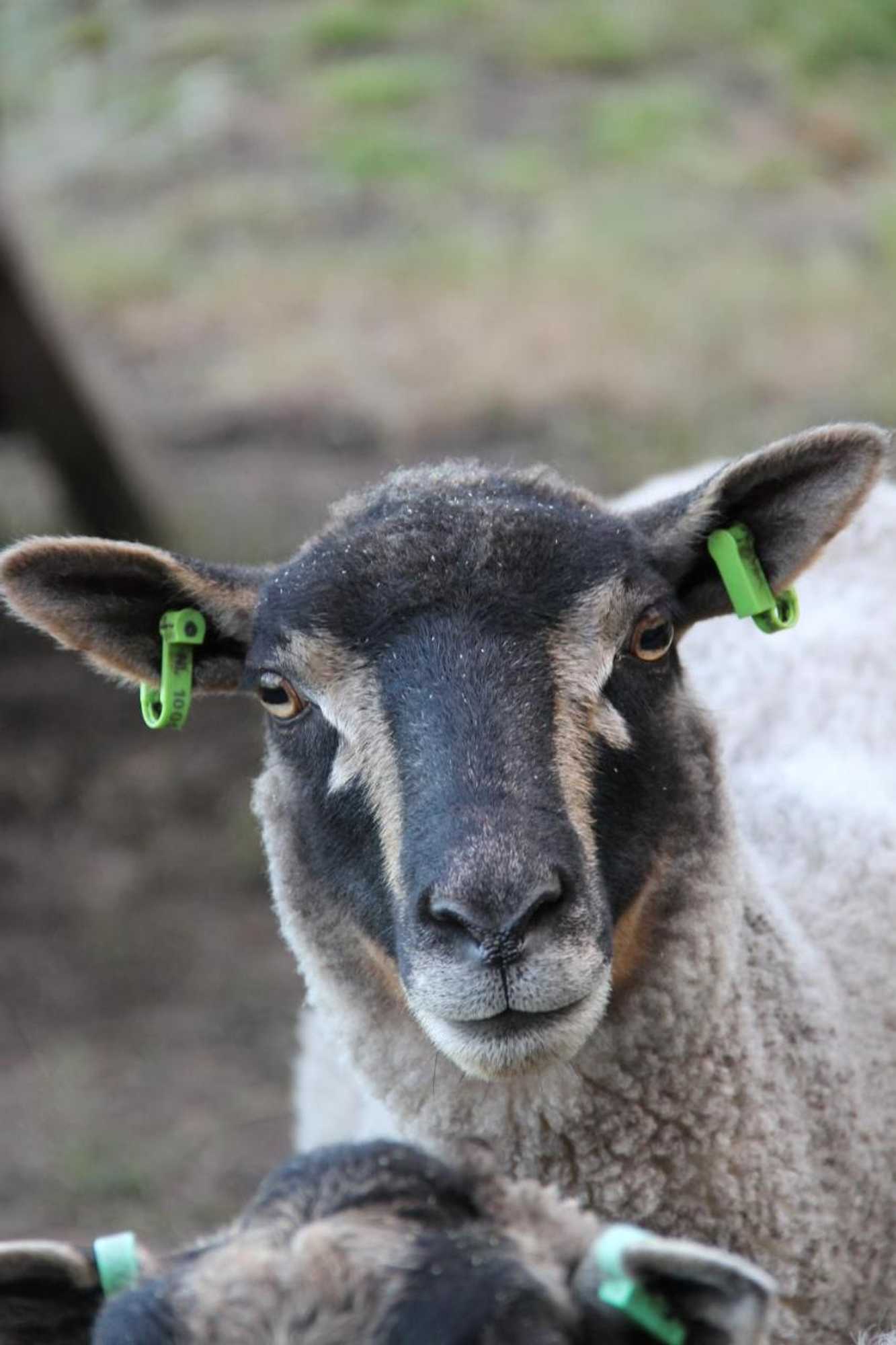 Gift card for Hoeve Op Vollenhof