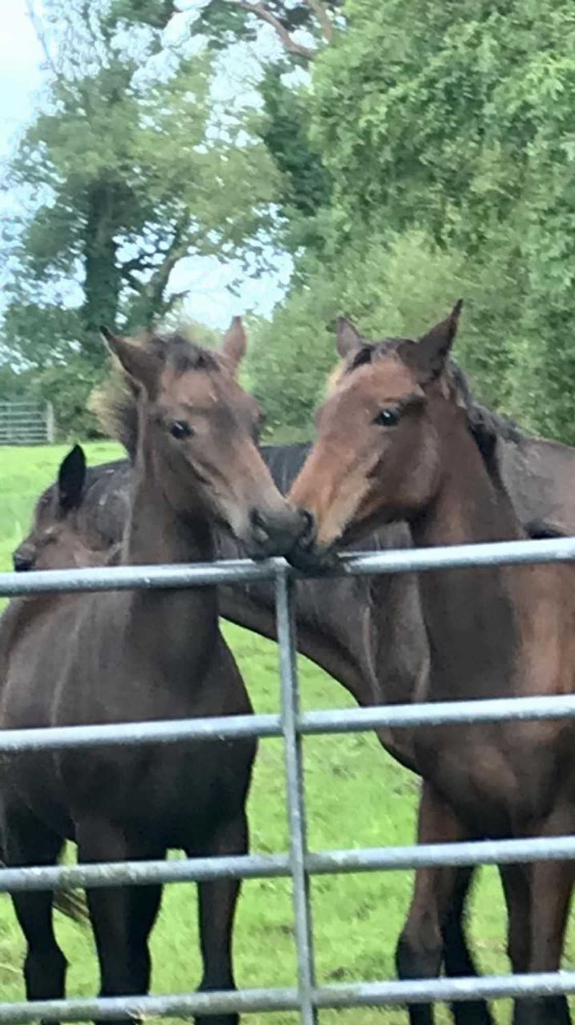 Gift card for Rossmanagher House