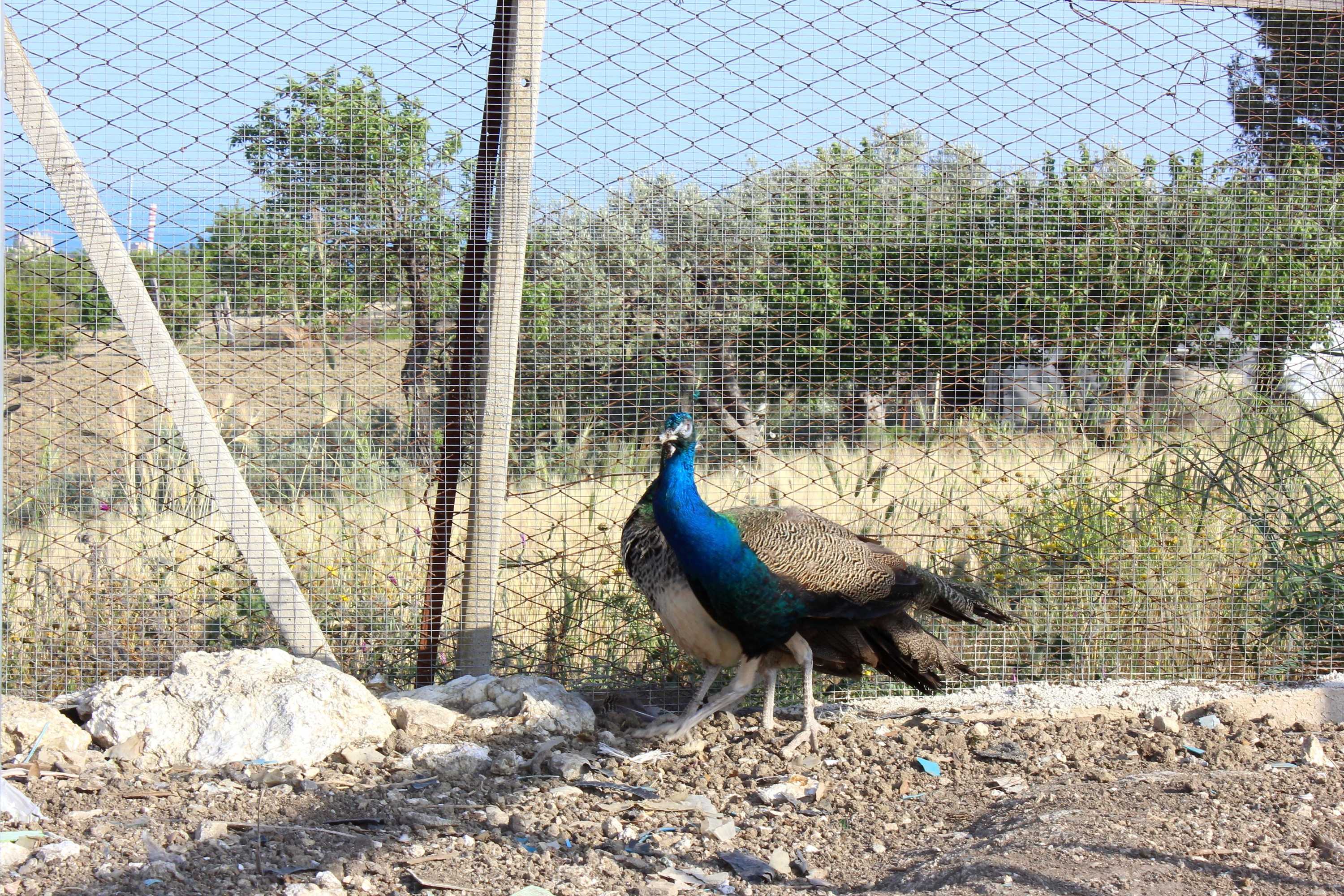 Gift card for Agriturismo La Casa di Bacco