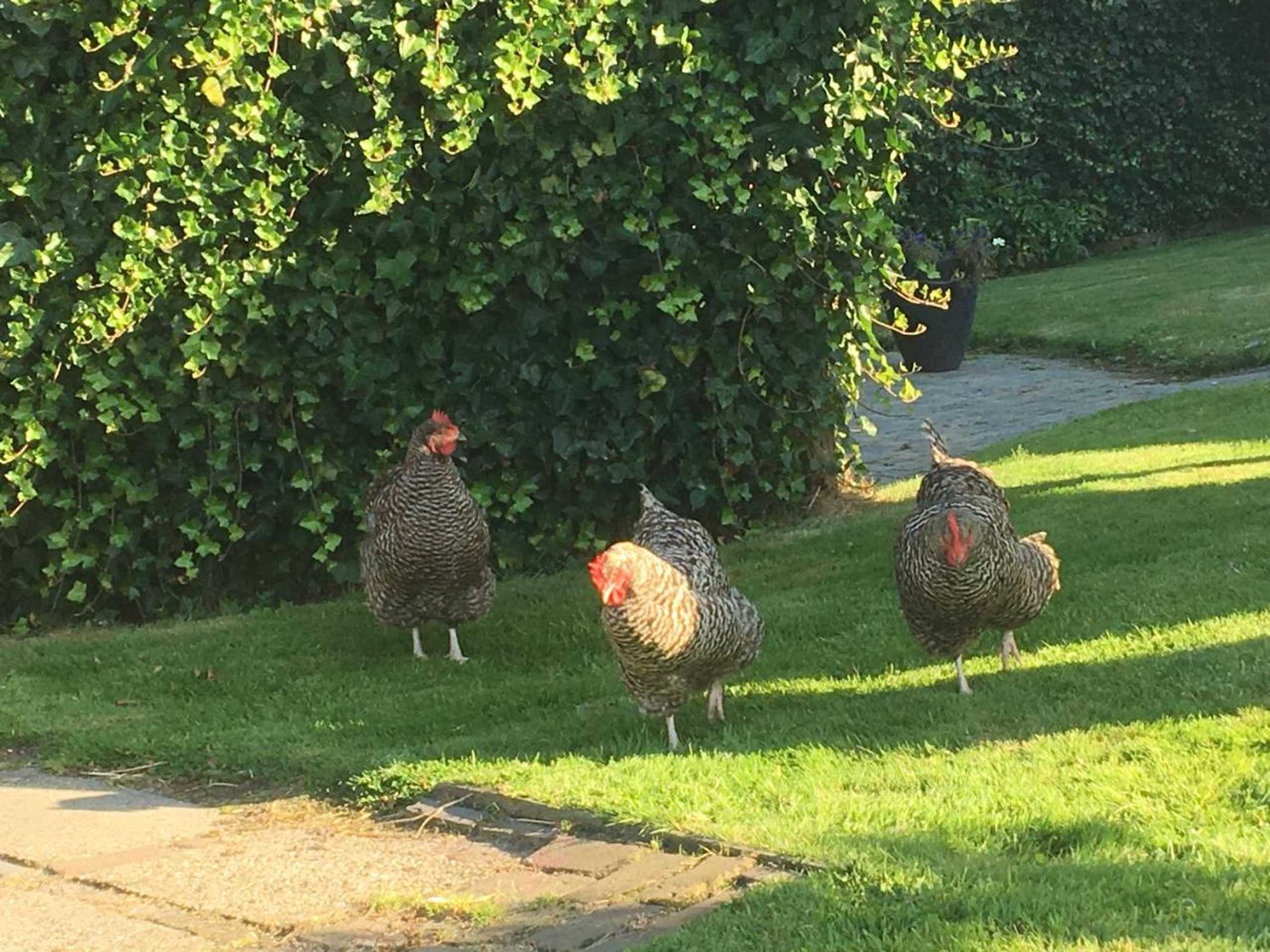 Gift card for Bed en Breakfast Zandwerven