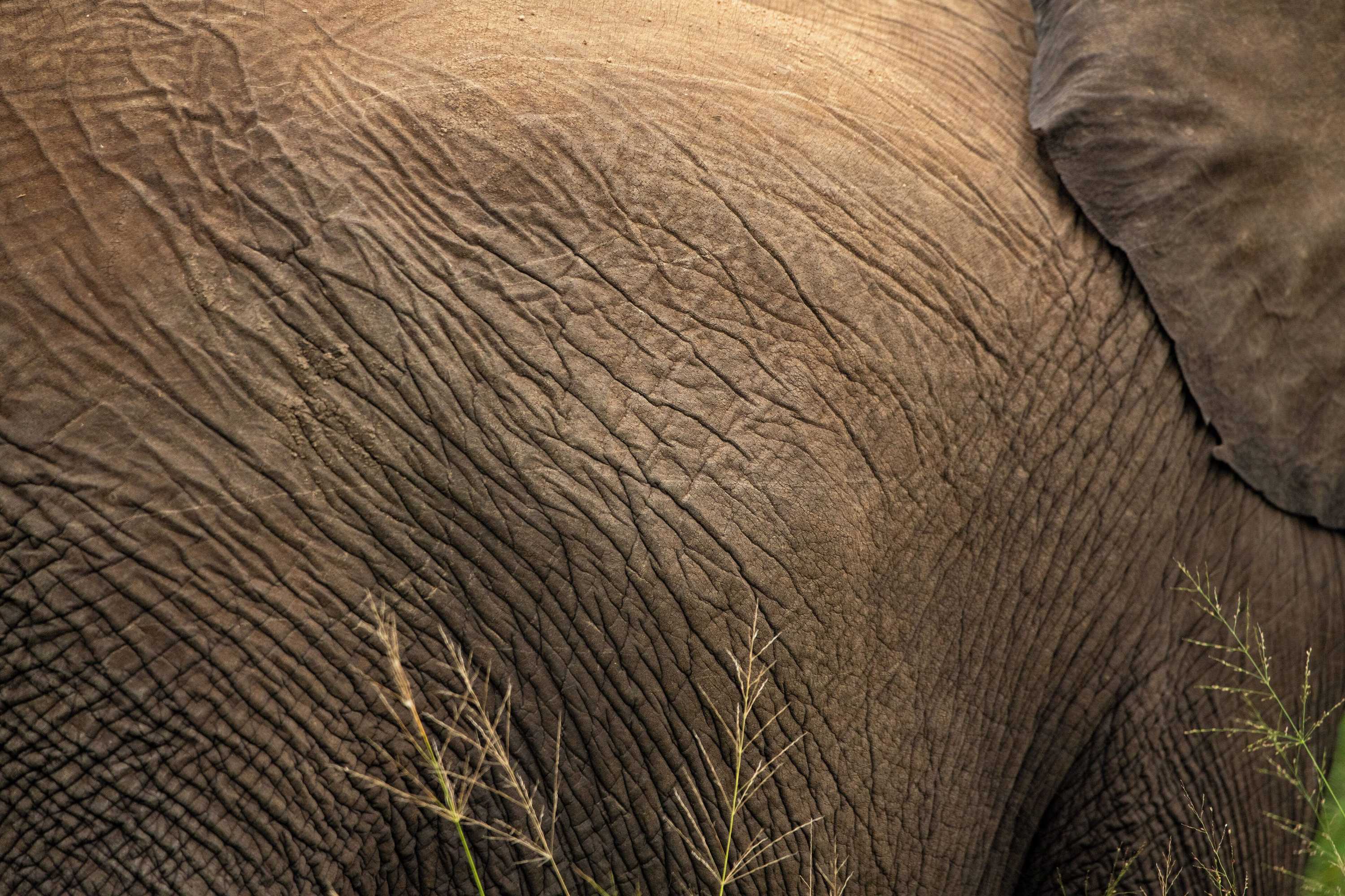 Gift card for Aha Skukuza Safari Lodge