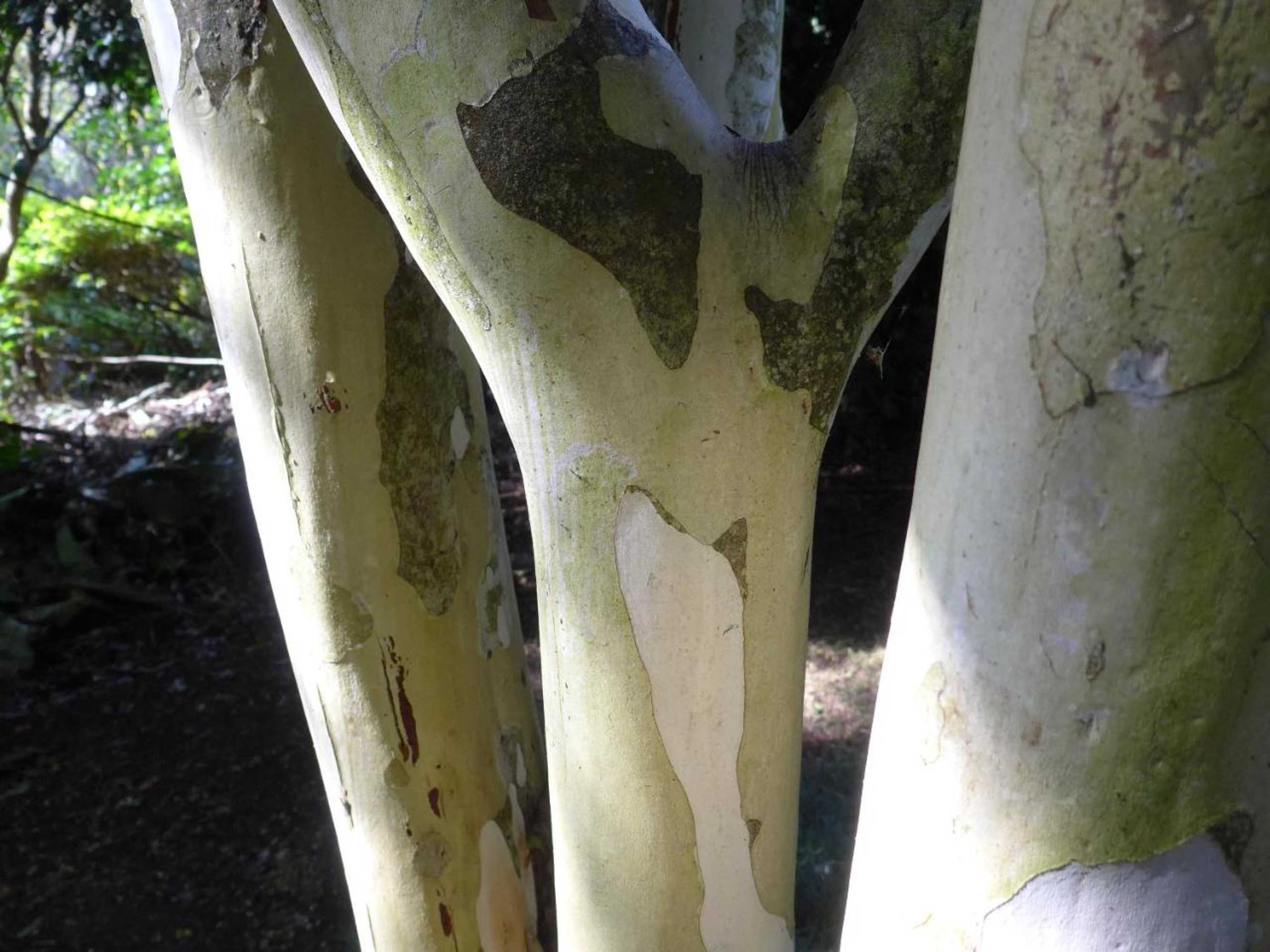 Gift card for Wharepuke Subtropical Accommodation Gift card for Wharepuke Subtropical Accommodation