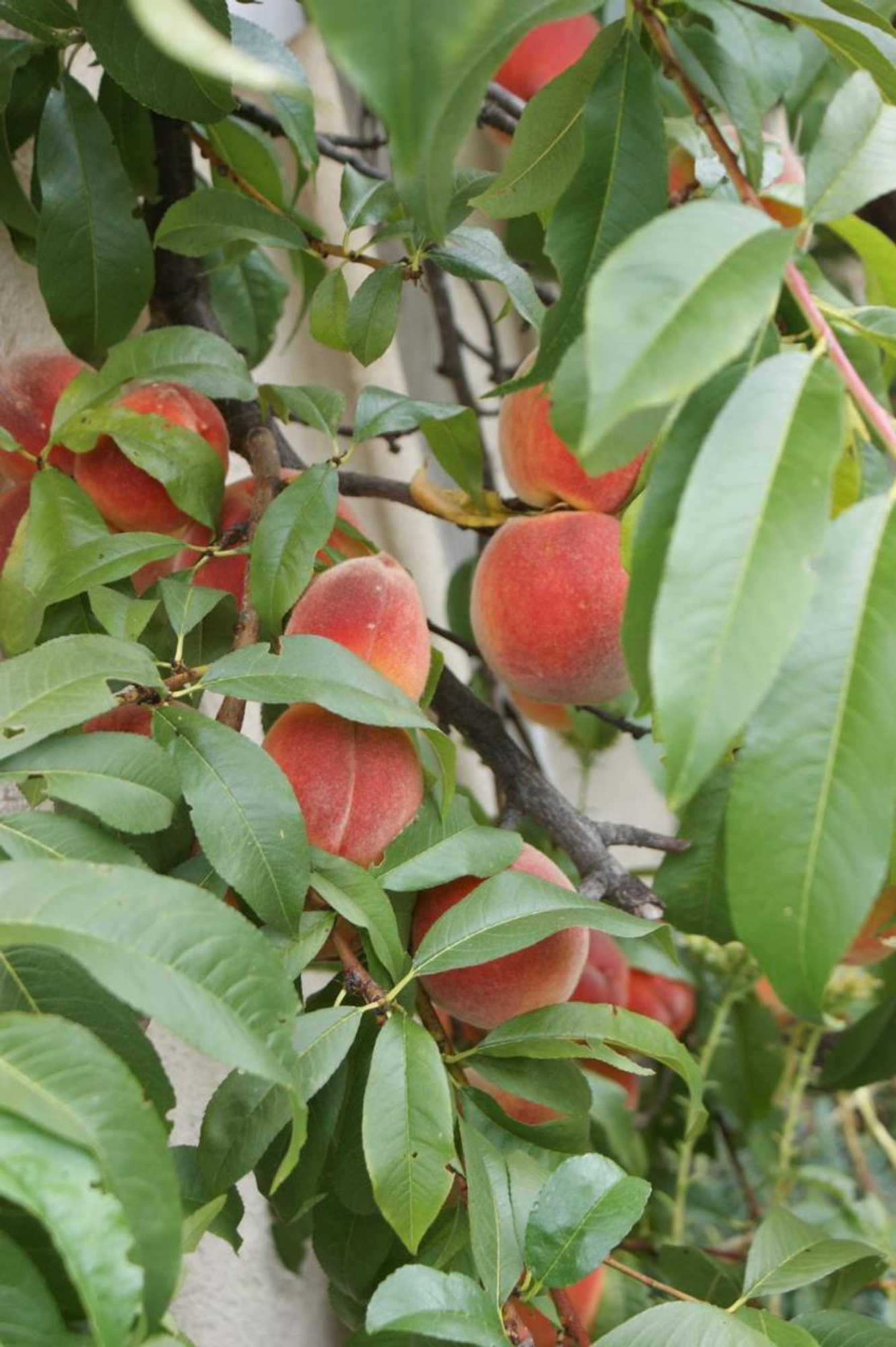 Gift card for Ferienwohnung Und B&b Chasa Janett