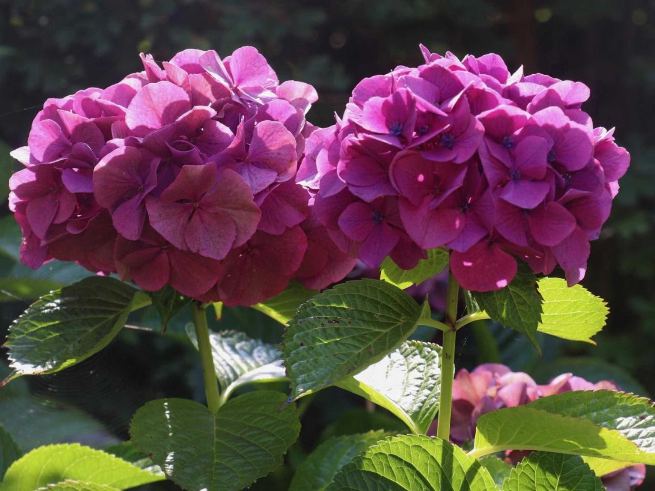 Gift card for B&b In Het Voorhuys