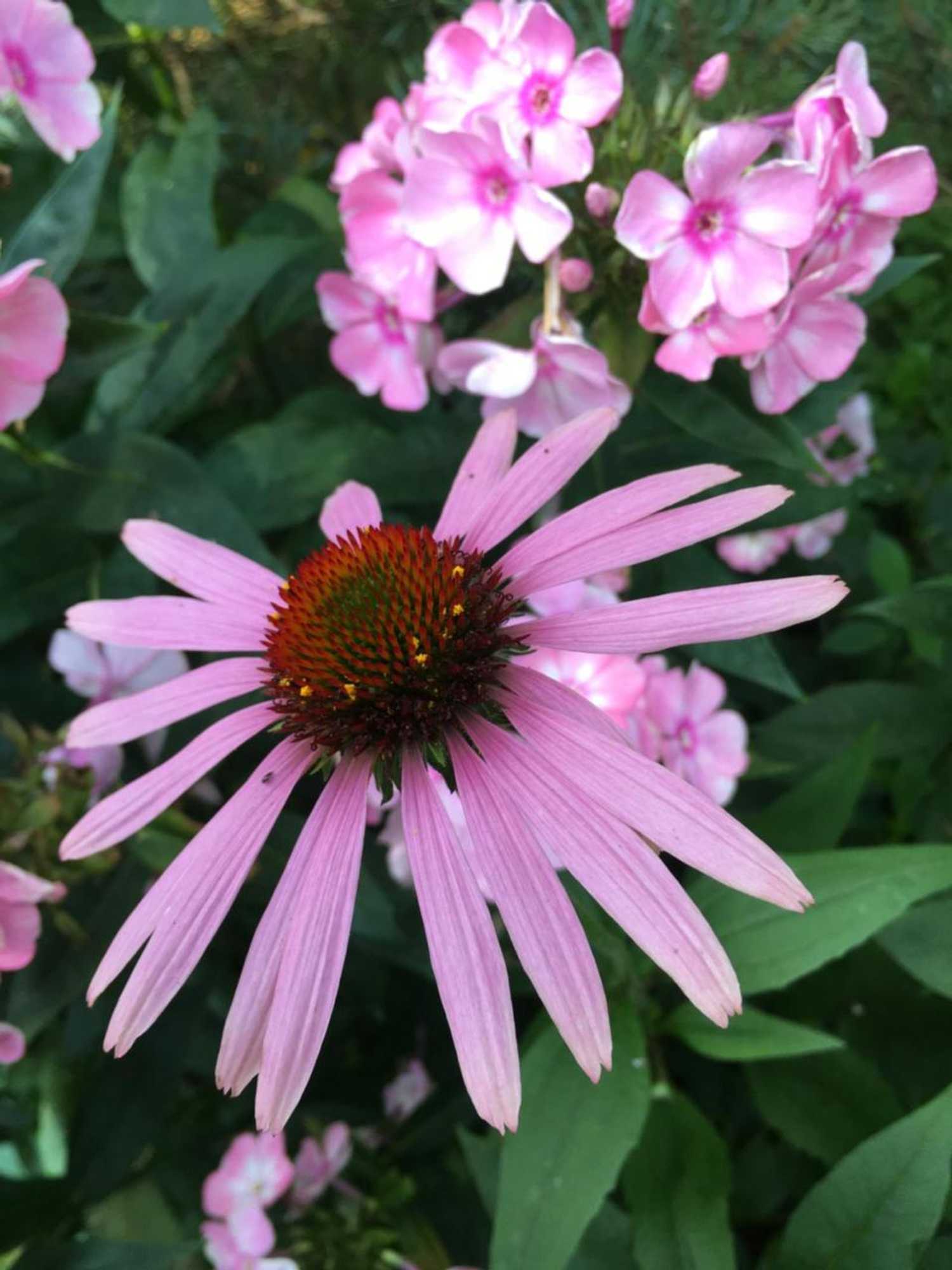 Gift card for Pension Roklan