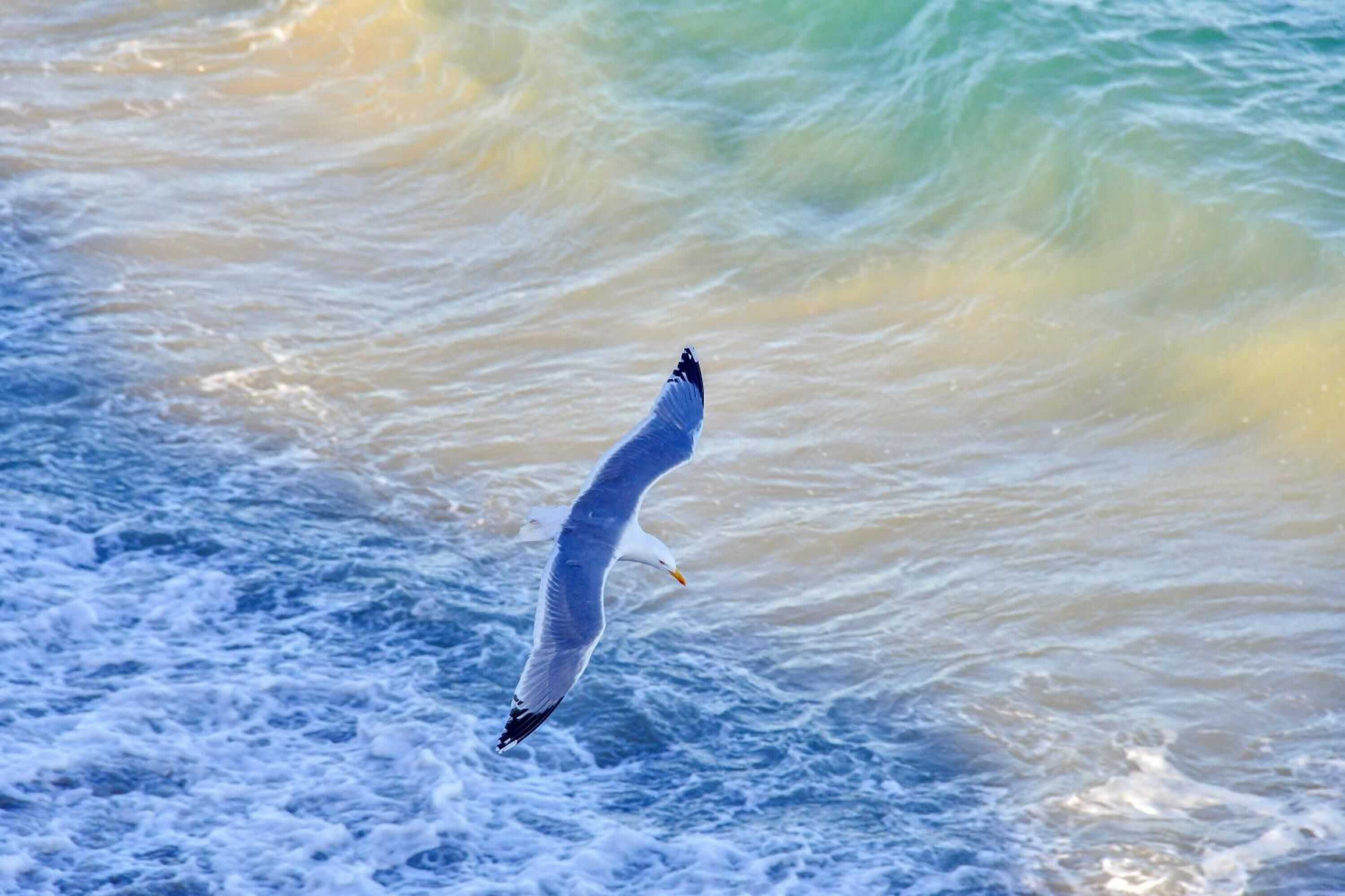 Gift card for Vela  D'oro