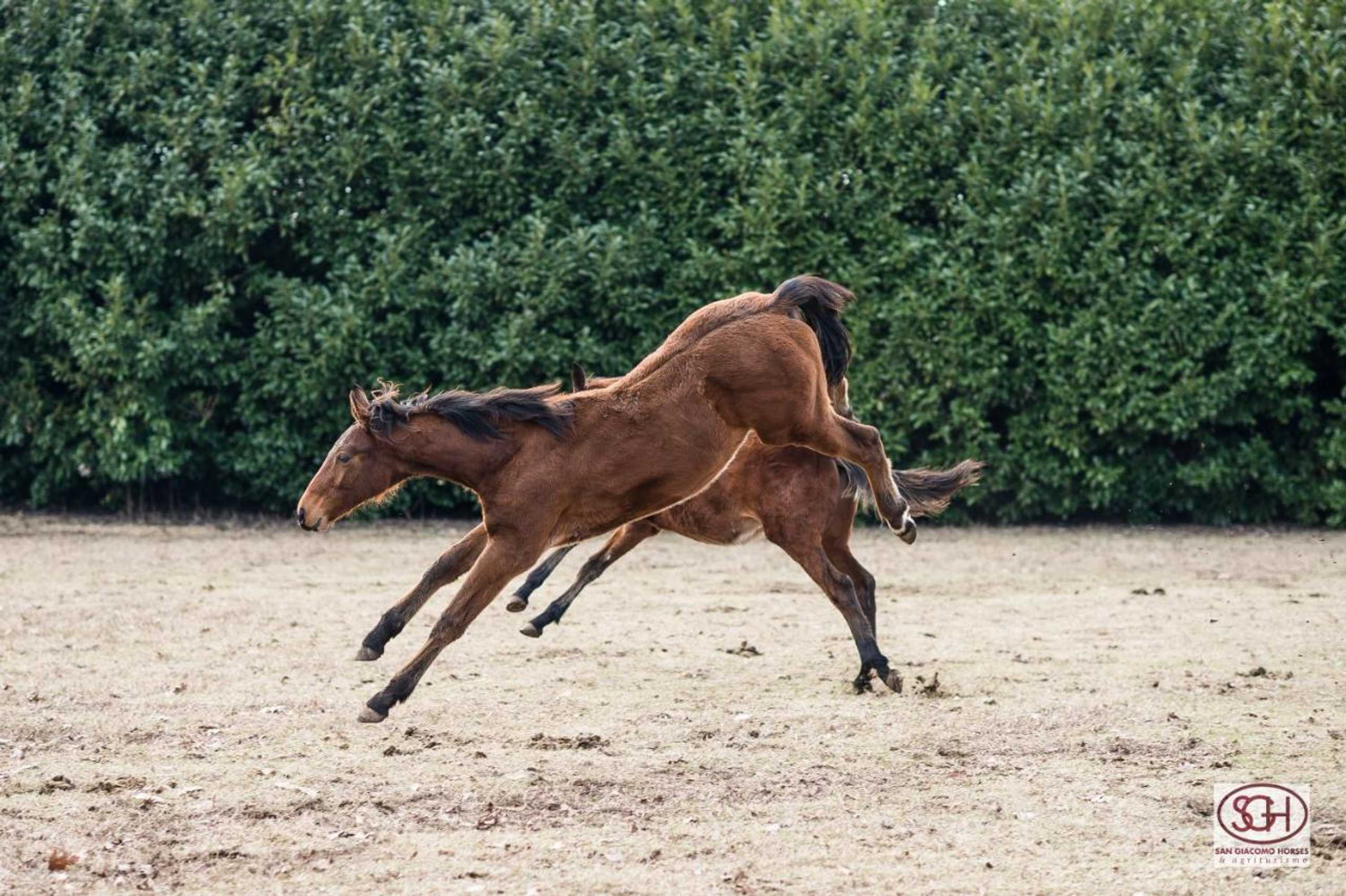 Gift card for San Giacomo Horses & Agriturismo Gift card for San Giacomo Horses & Agriturismo