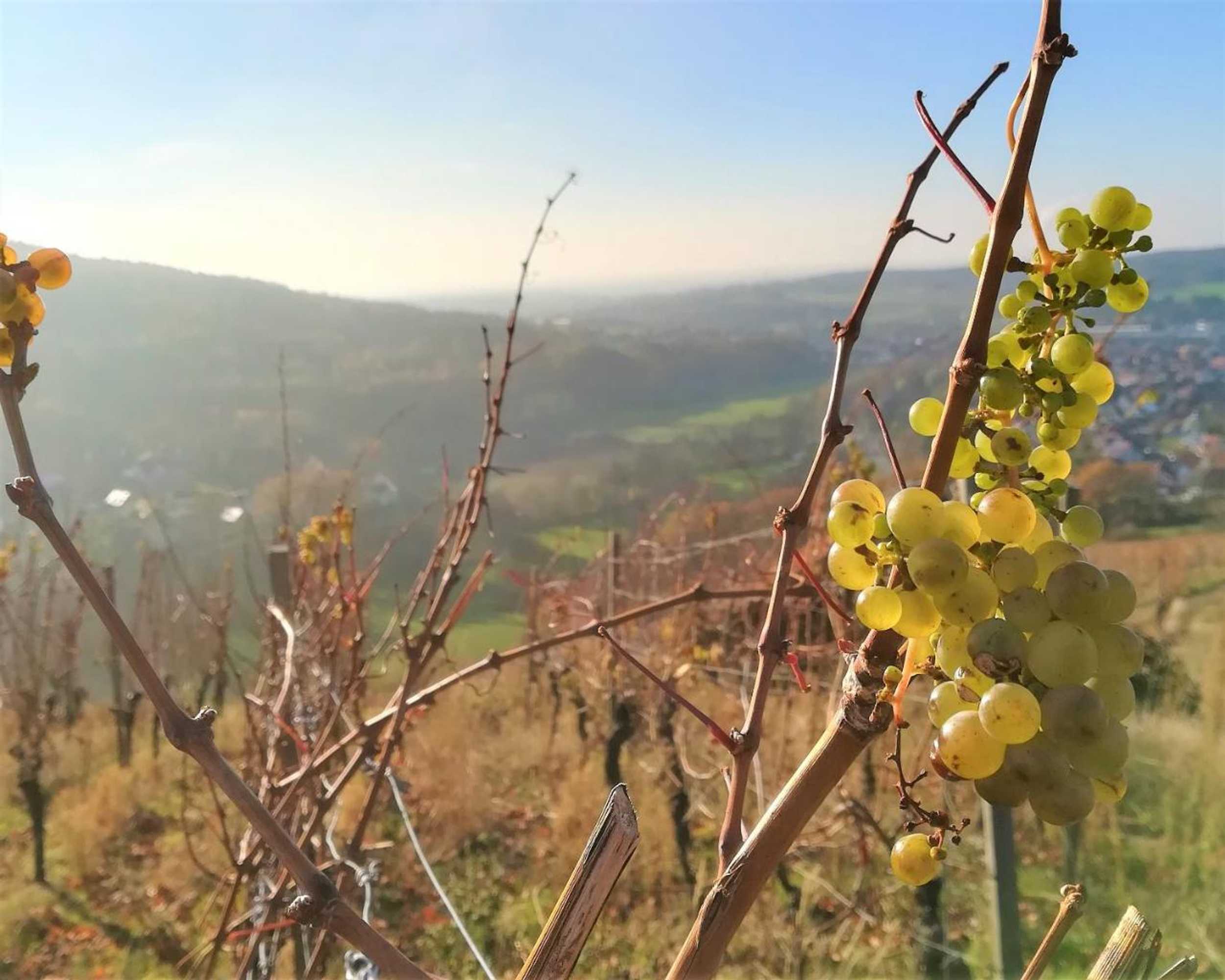 Gift card for Gasthaus Dörsthof