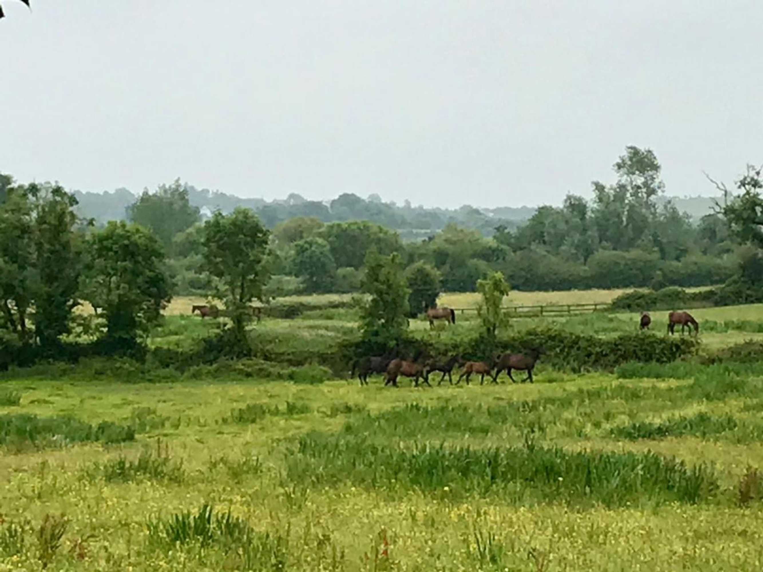 Gift card for Rossmanagher House