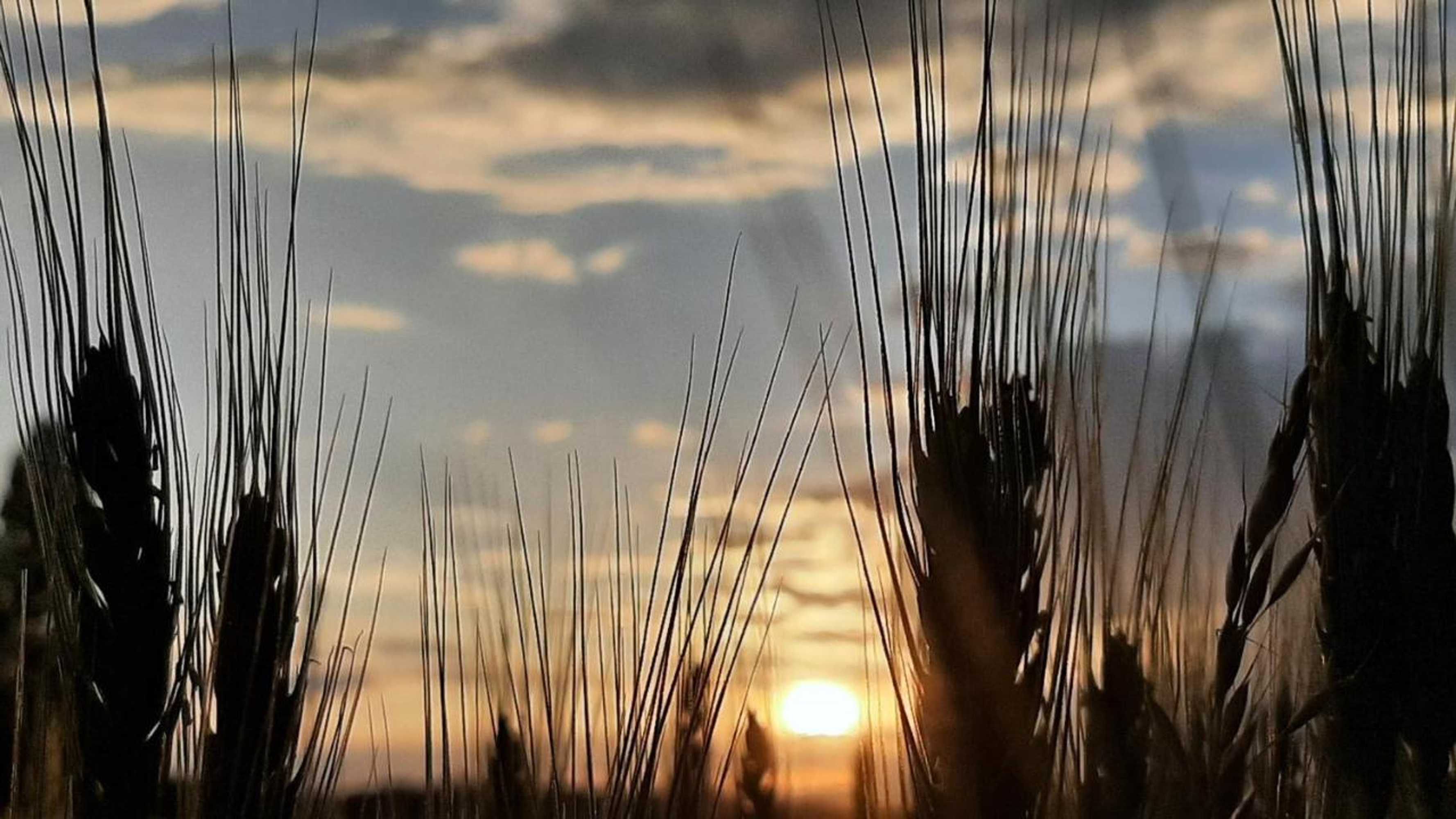 Gift card for Haus St.michael