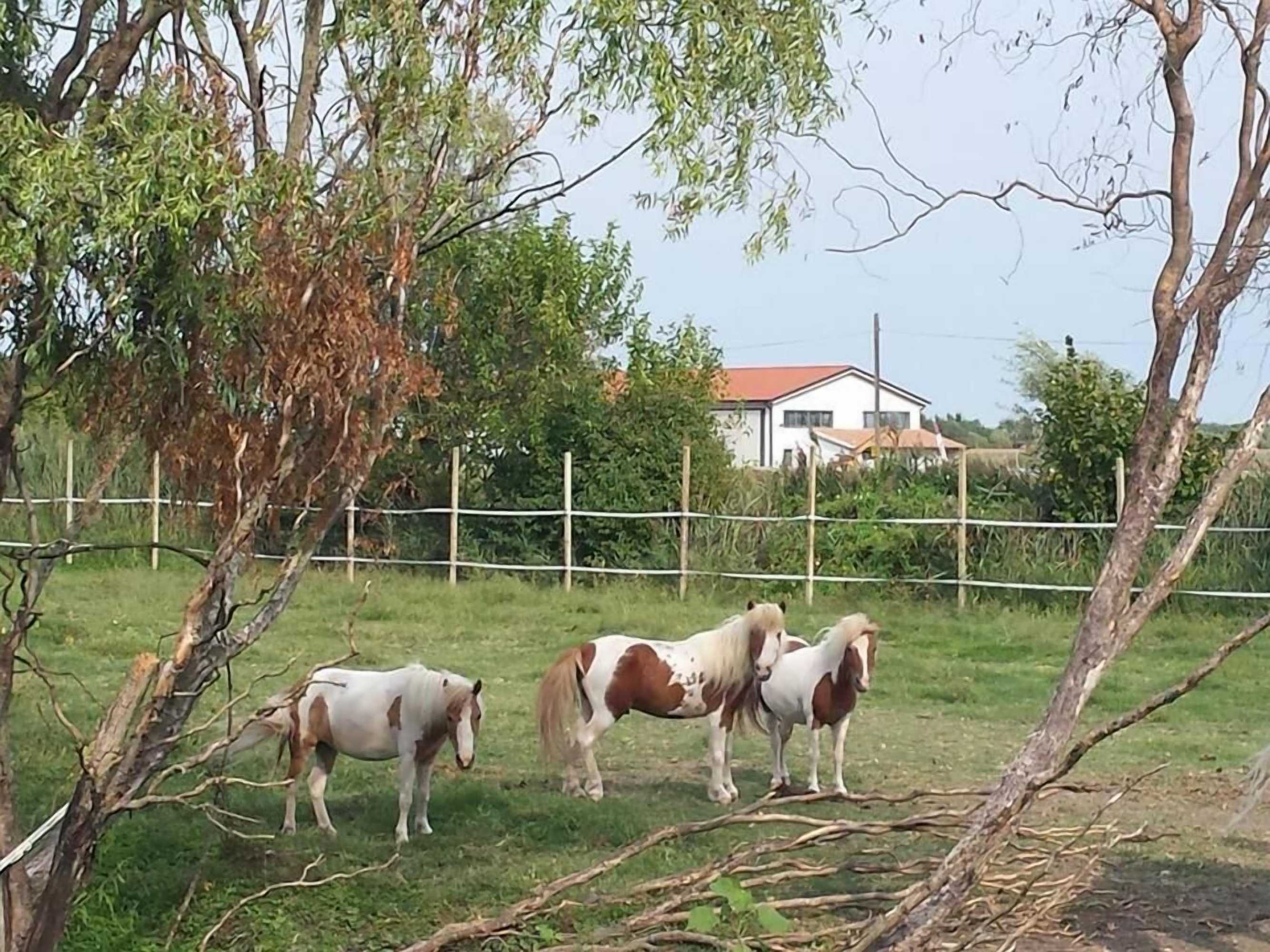 Gift card for Agriturismo Quadrifoglio Relax