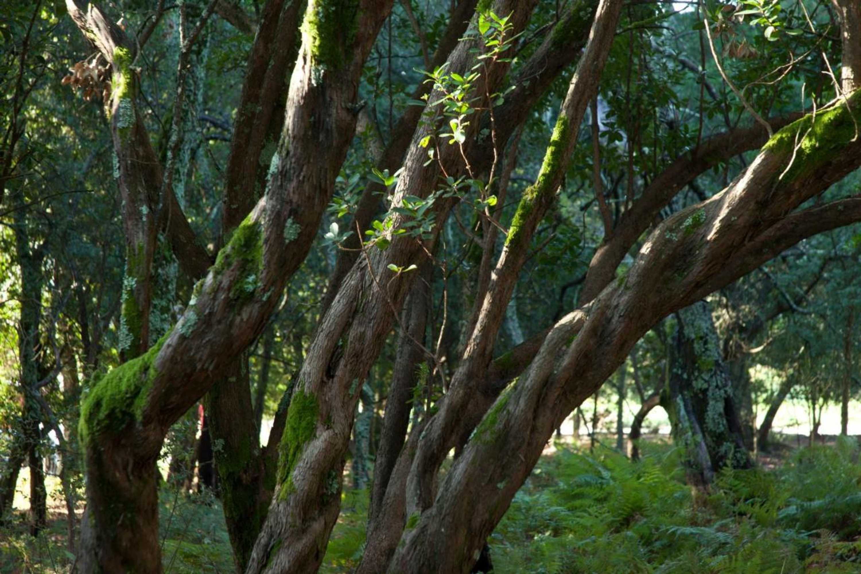 Gift card for Quinta Do Sobral Gift card for Quinta Do Sobral