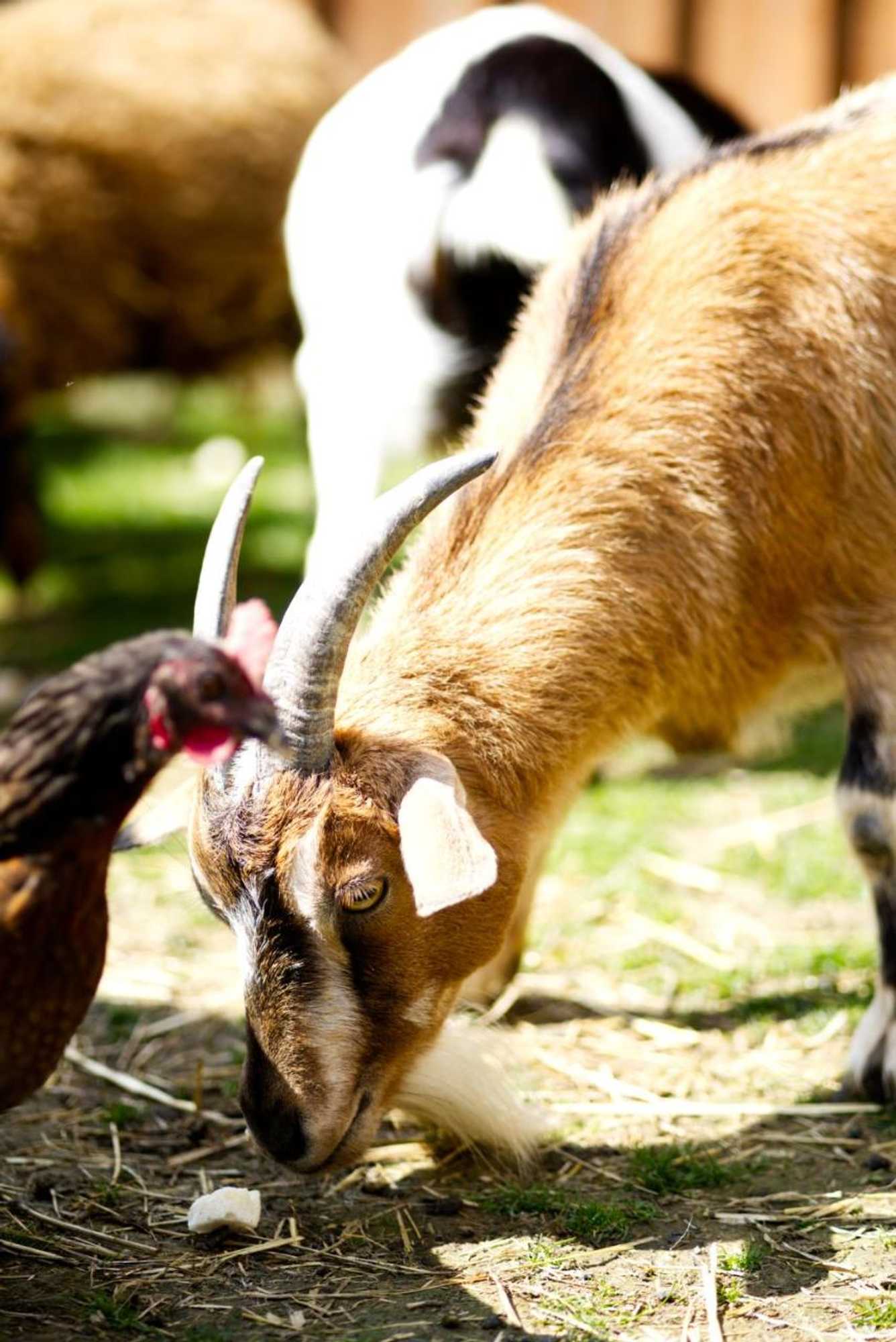 Gift card for Gästehaus Kirchenbauerhof