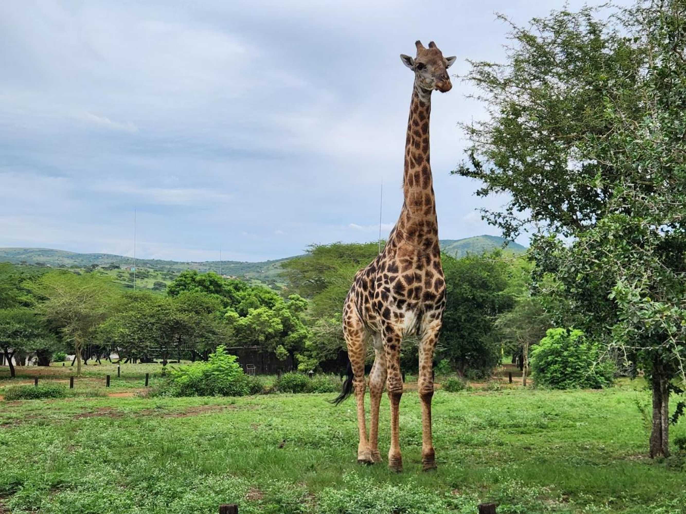 Gift card for Ubizane Zululand Tree Lodge Gift card for Ubizane Zululand Tree Lodge