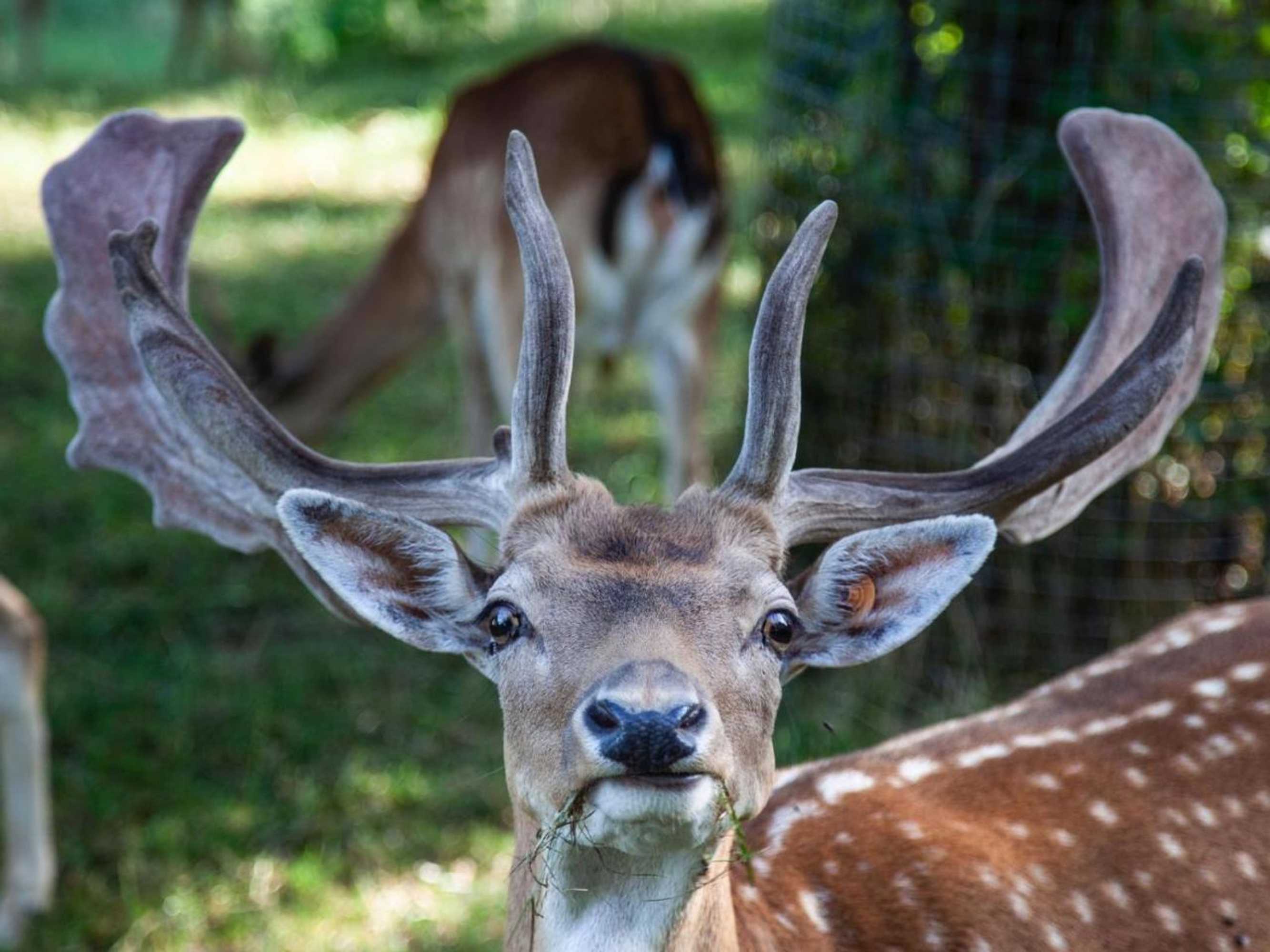 Gift card for Bergwerksilo Herznach