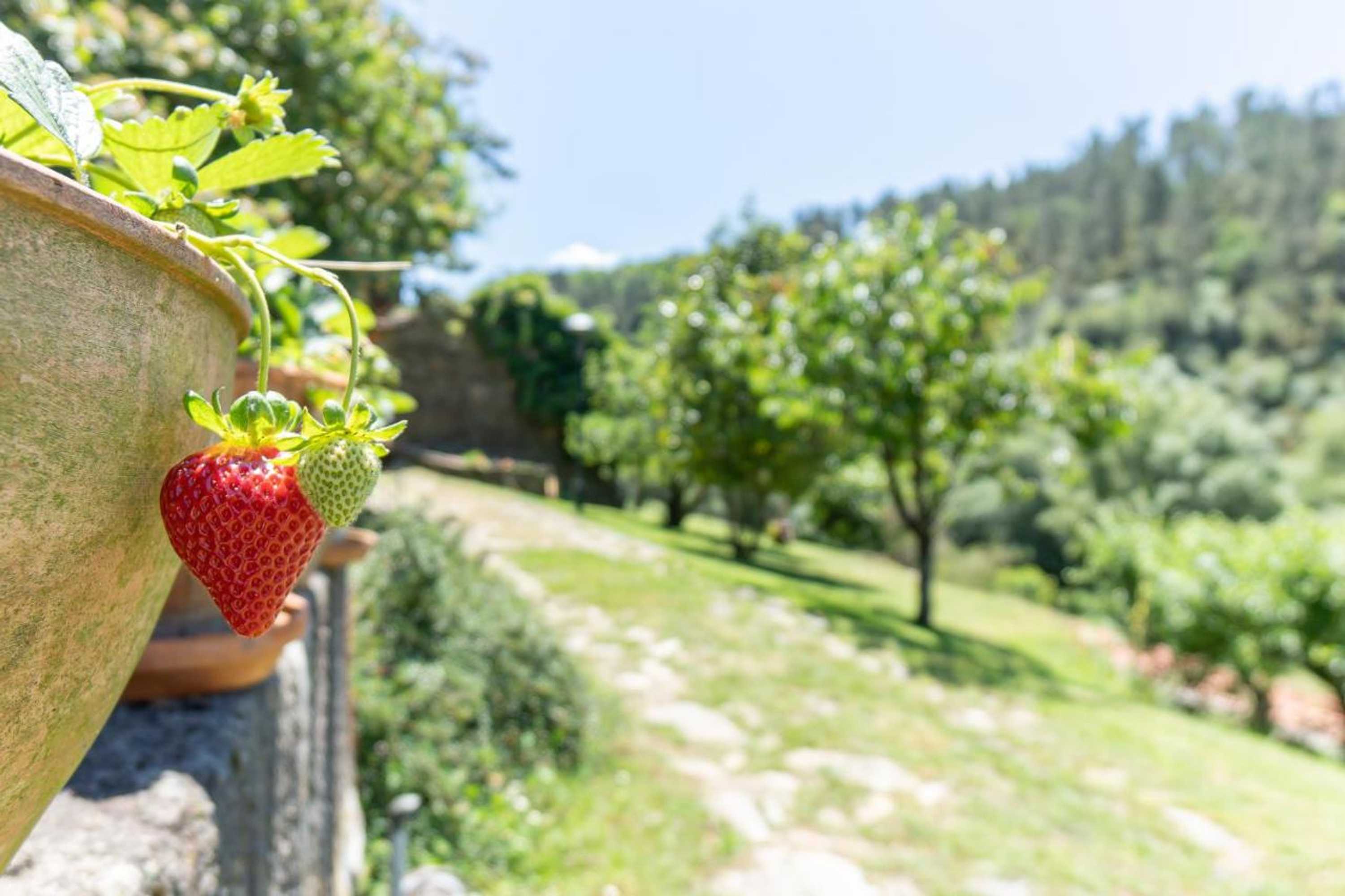 Gift card for Quinta Da Rabaçosa