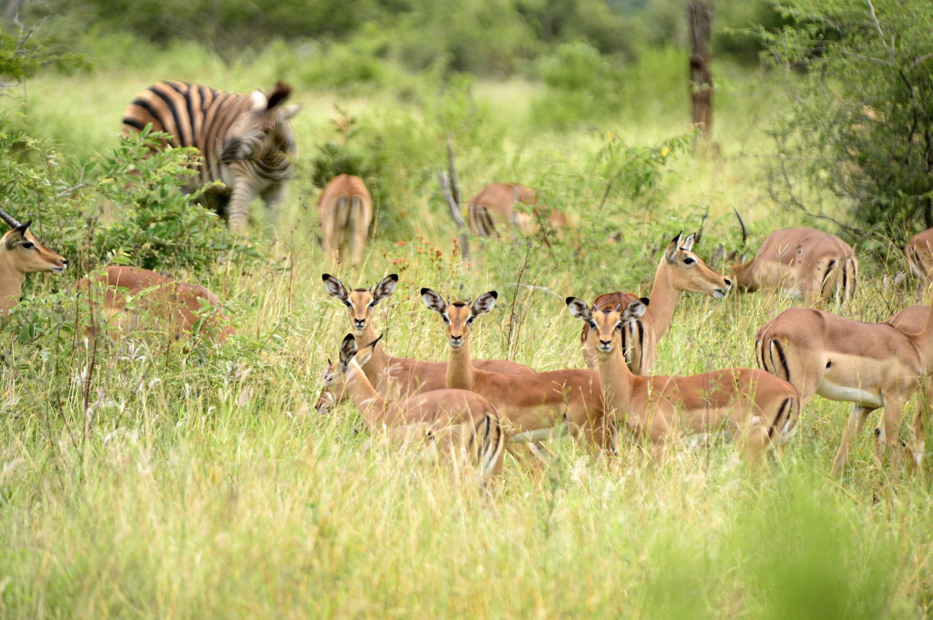 Gift card for Pestana Kruger Lodge Gift card for Pestana Kruger Lodge