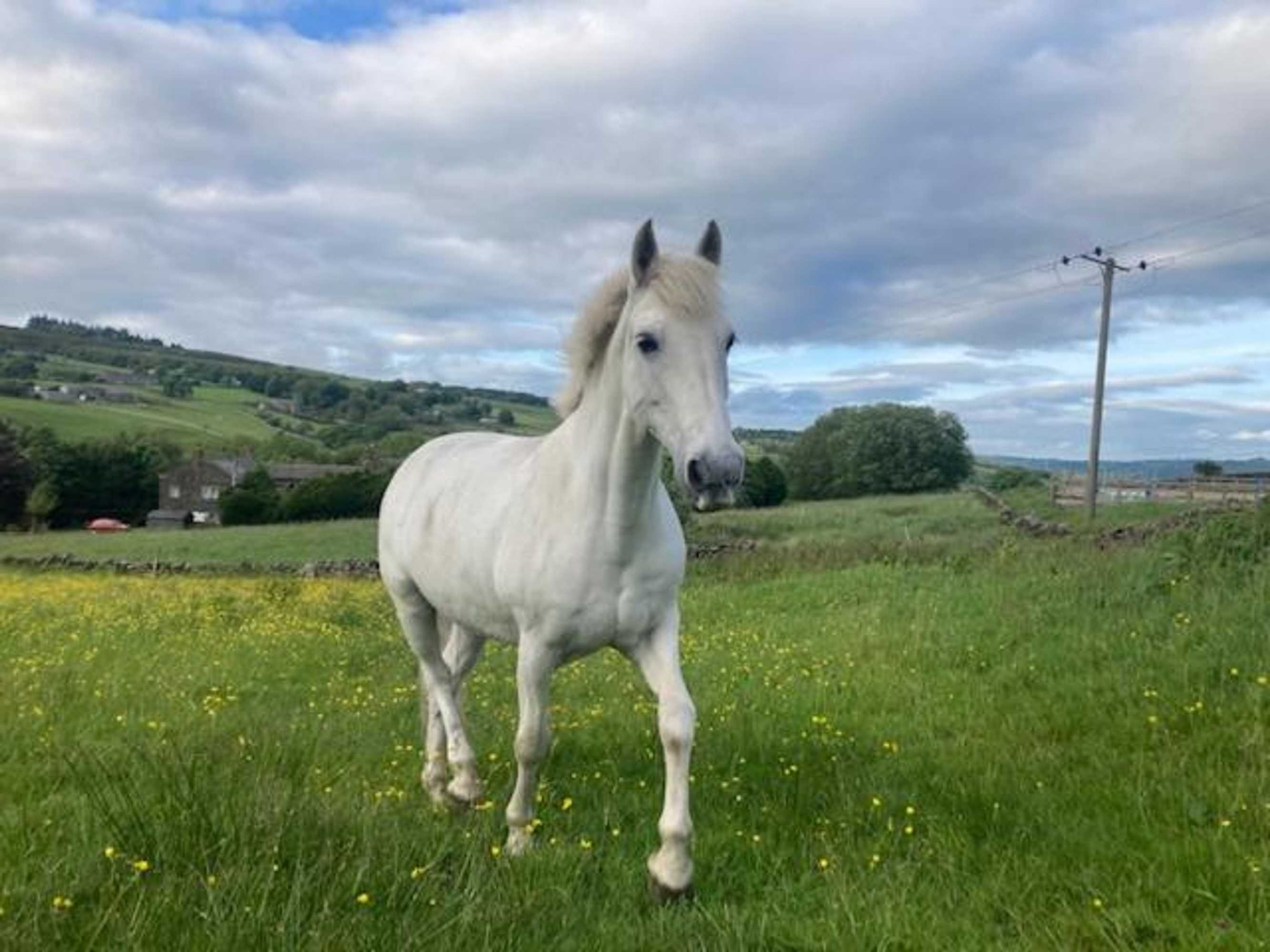 Gift card for Royds Hall Cottage