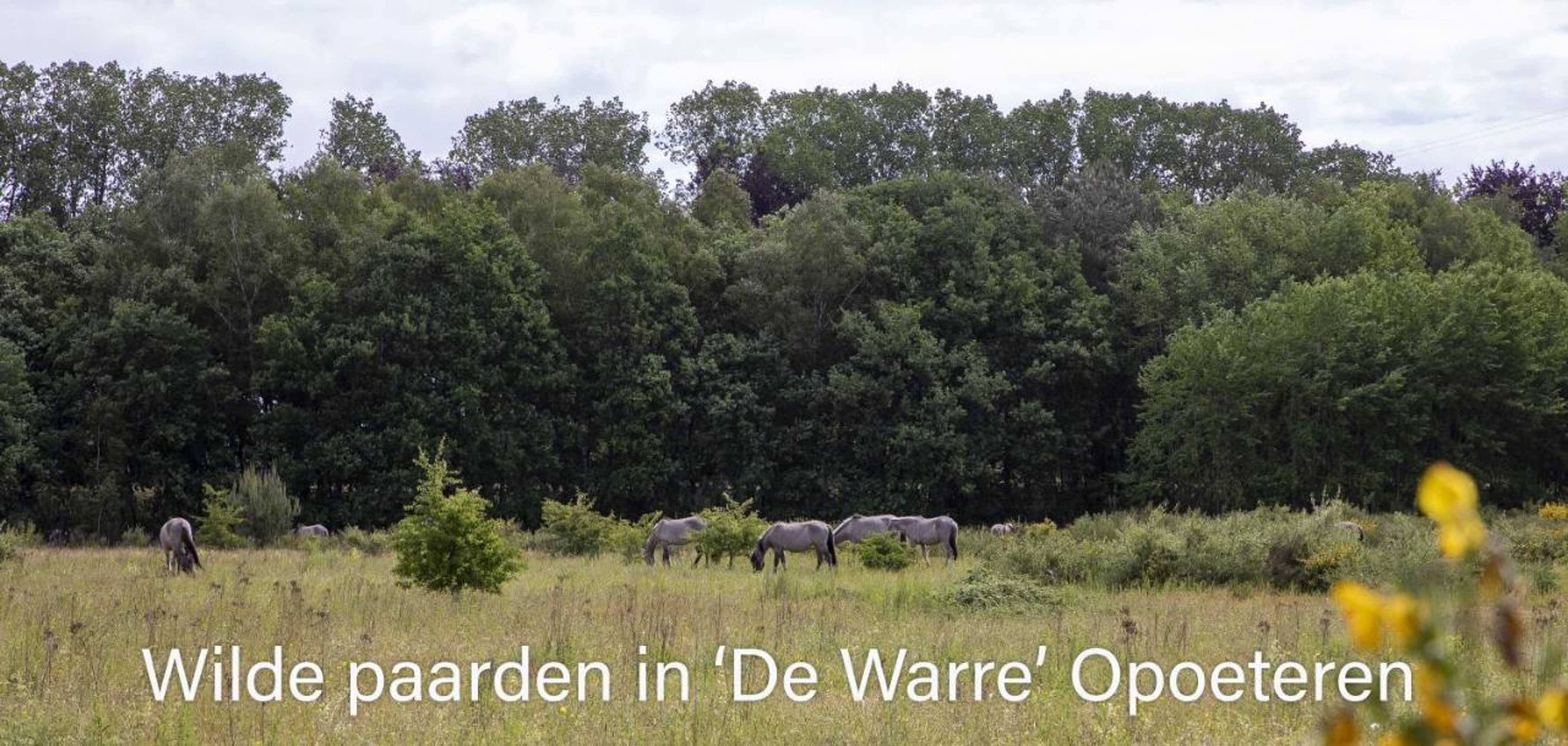 Gift card for Heidebos