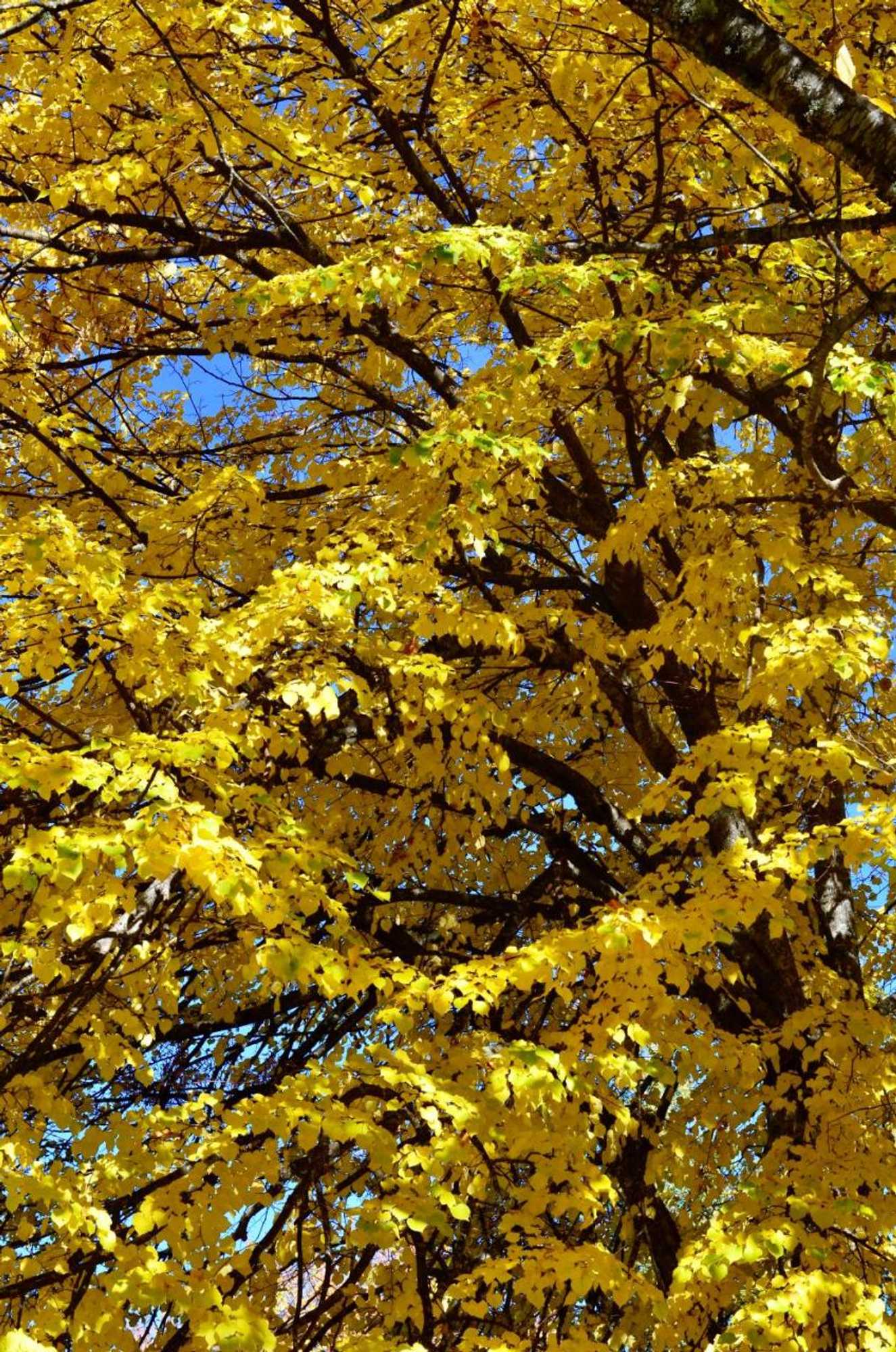 Gift card for Solar da Castanha - Forest House