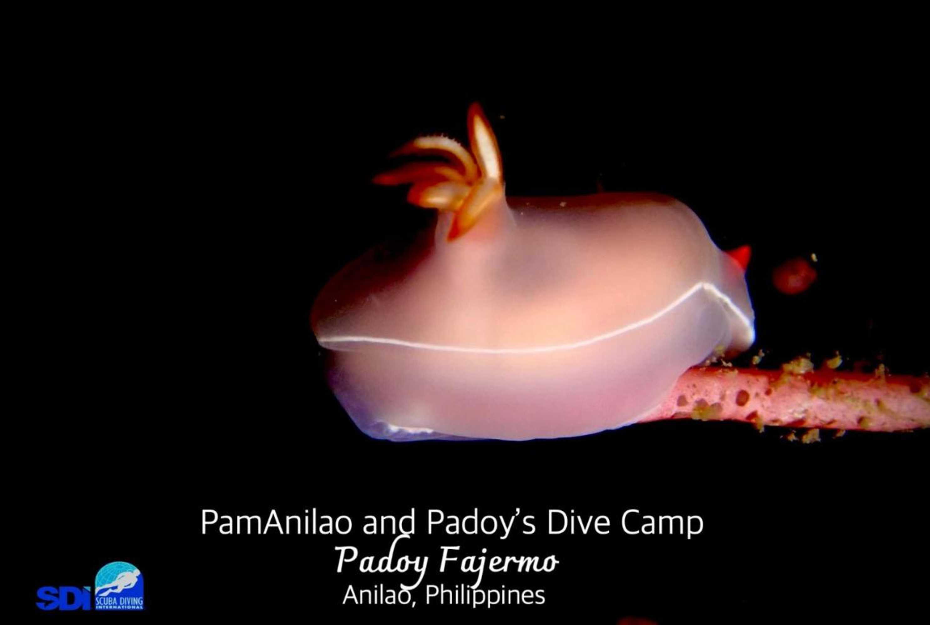 Gift card for Pamanilao And Padoy's Dive Camp Gift card for Pamanilao And Padoy's Dive Camp