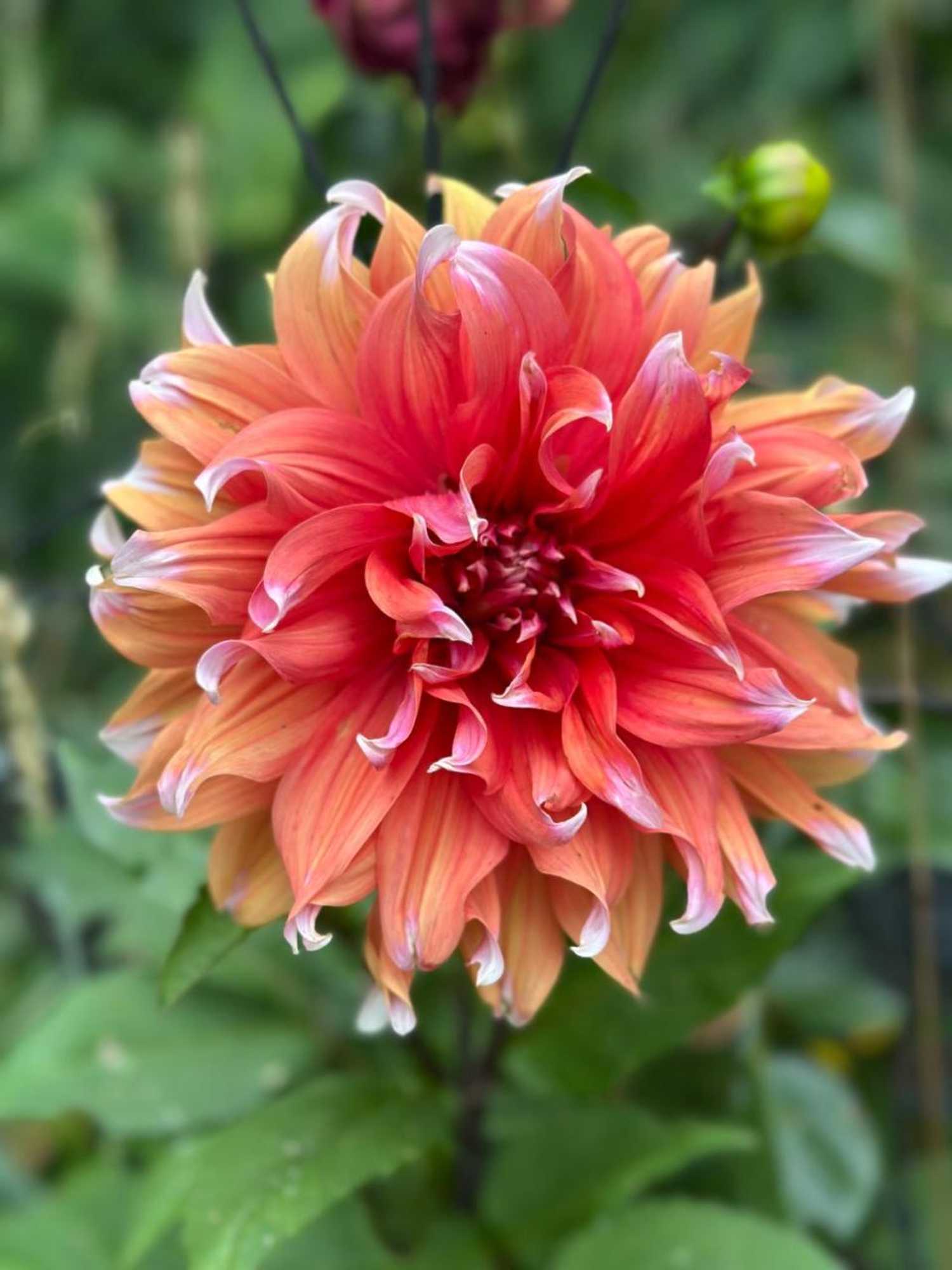 Gift card for Zalk Blijven Slapen