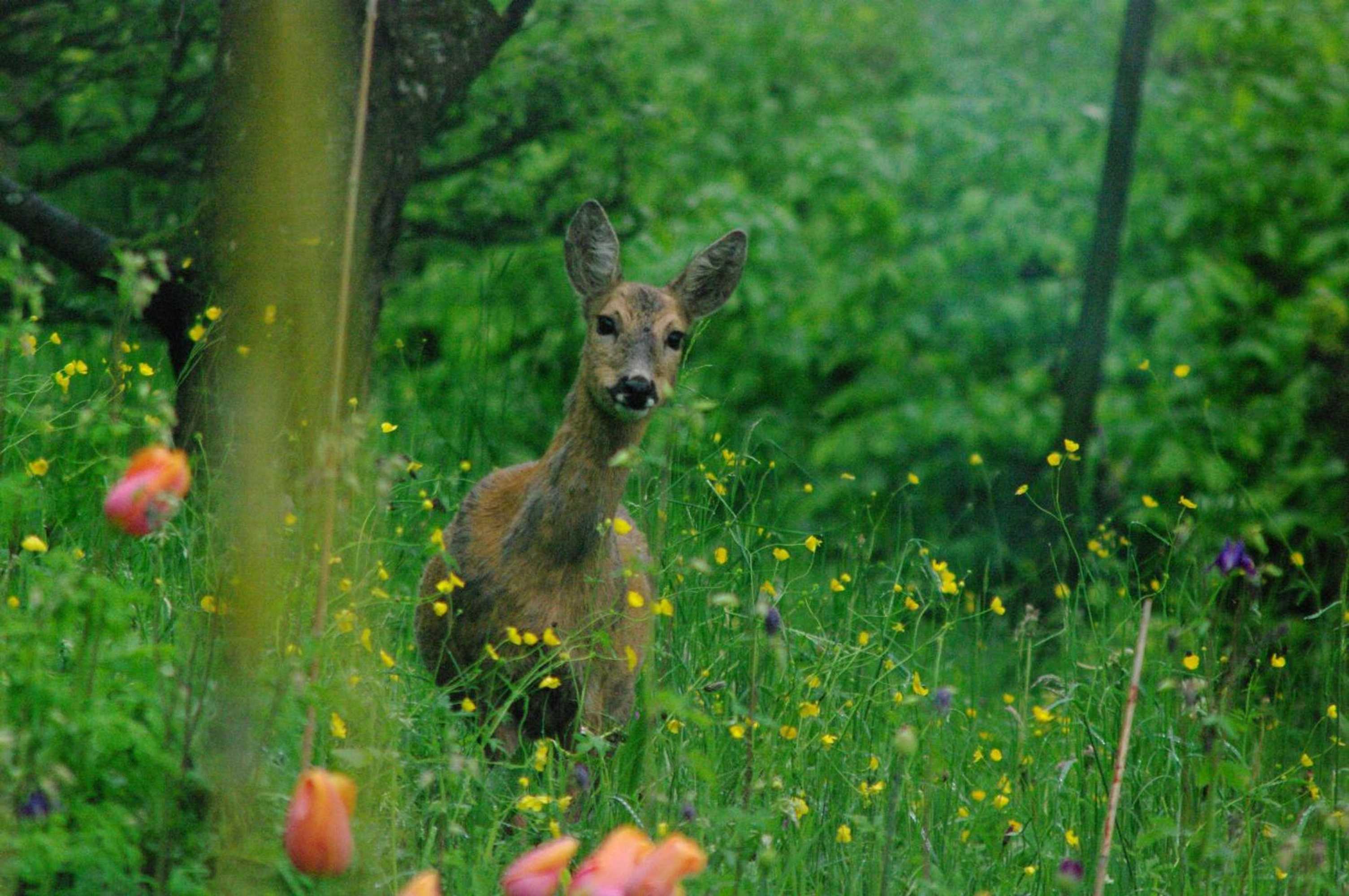 Gift card for B&b Sunnesite Pratteln