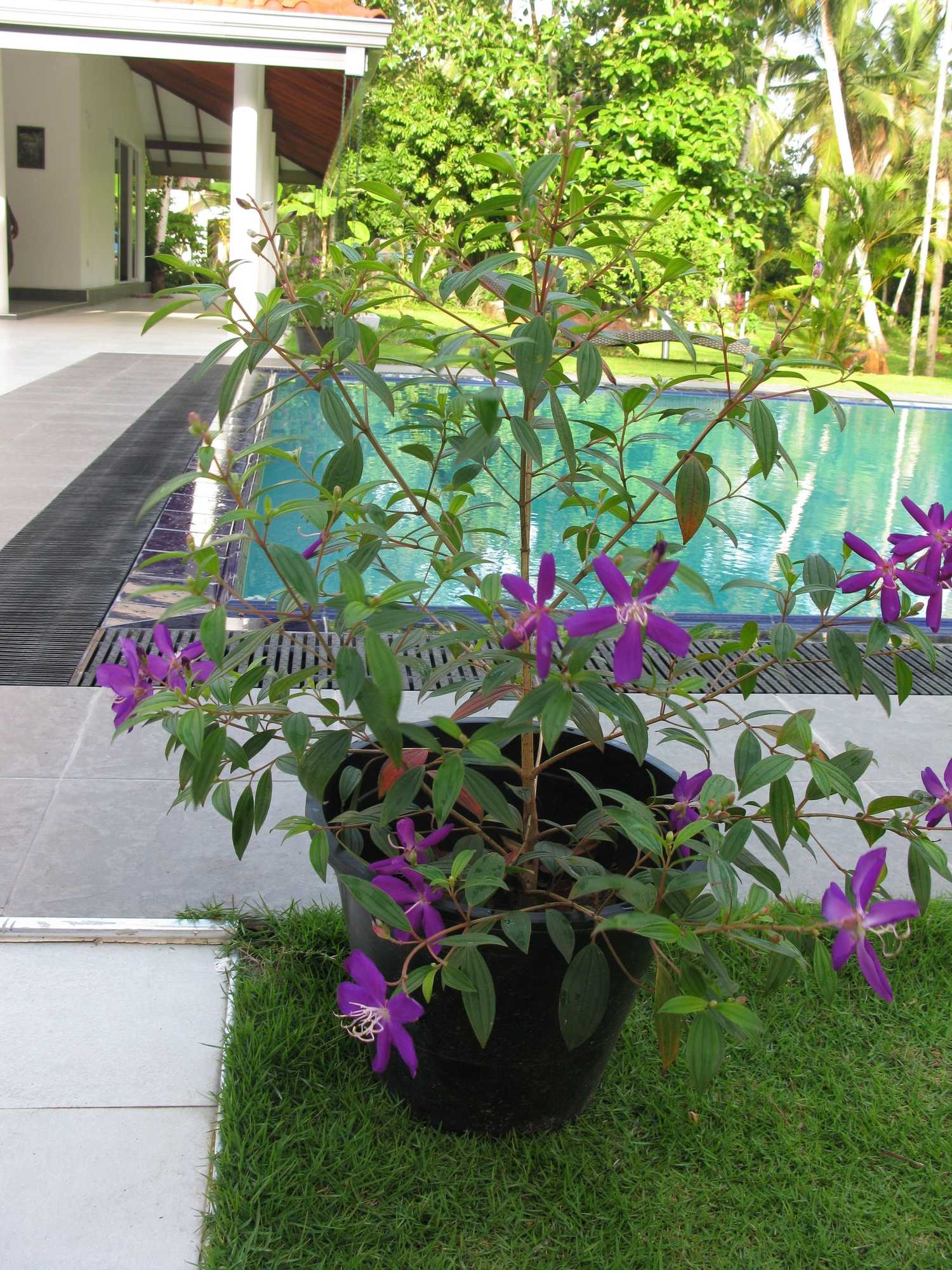 Gift card for Anuhas Airport Villas Gift card for Anuhas Airport Villas