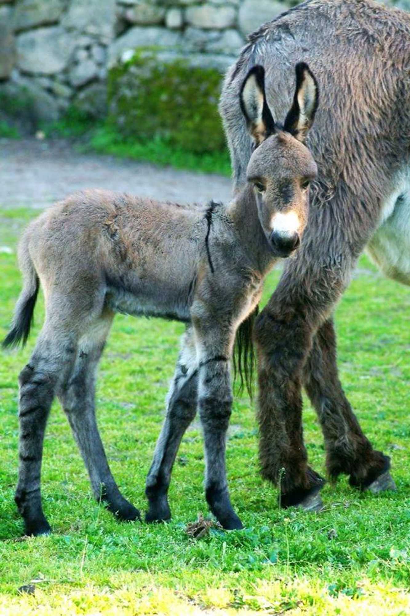 Gift card for Tapada da Rabela - Reserva Natural