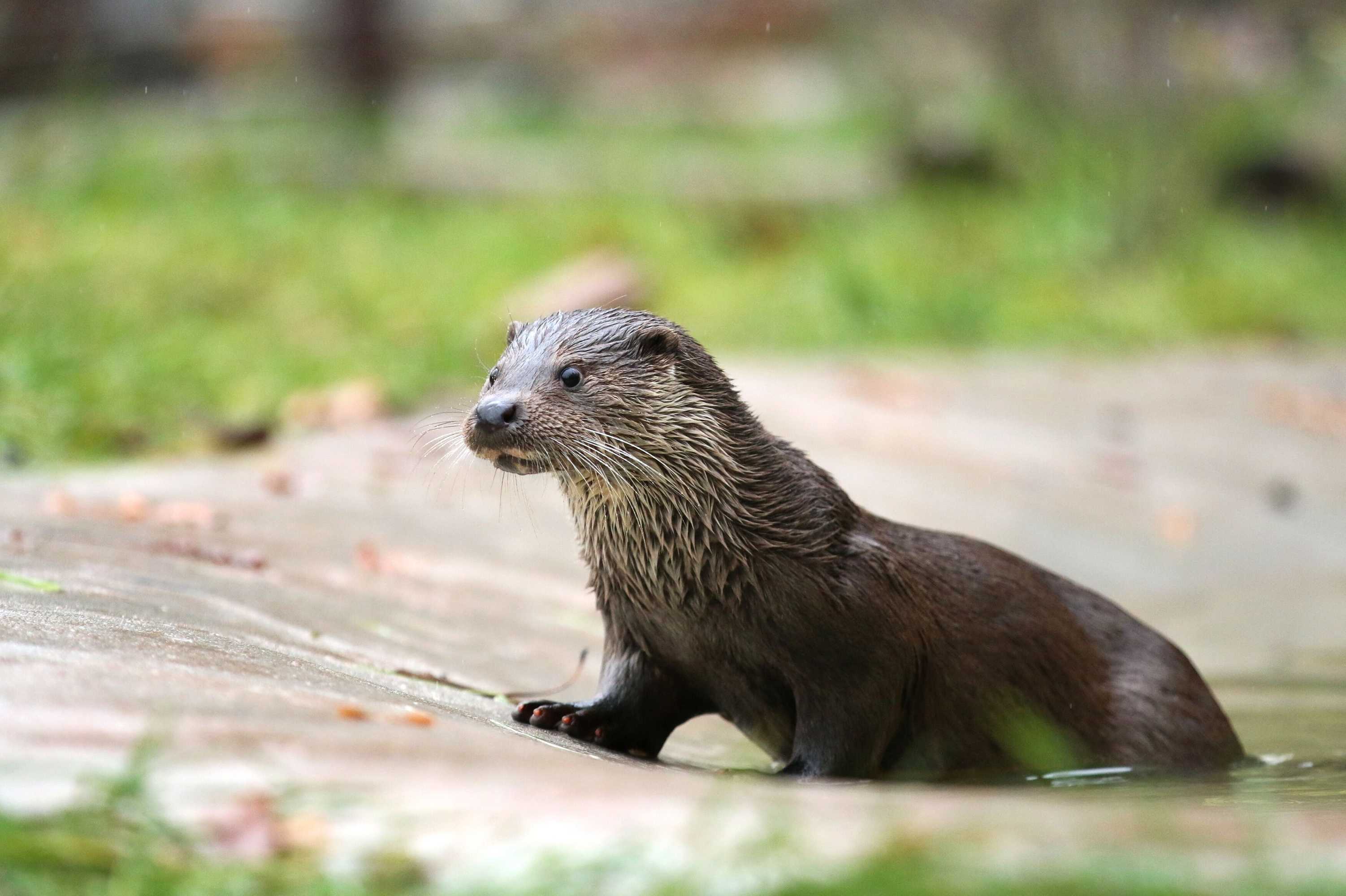 Gift card for Natur-Resort Tripsdrill