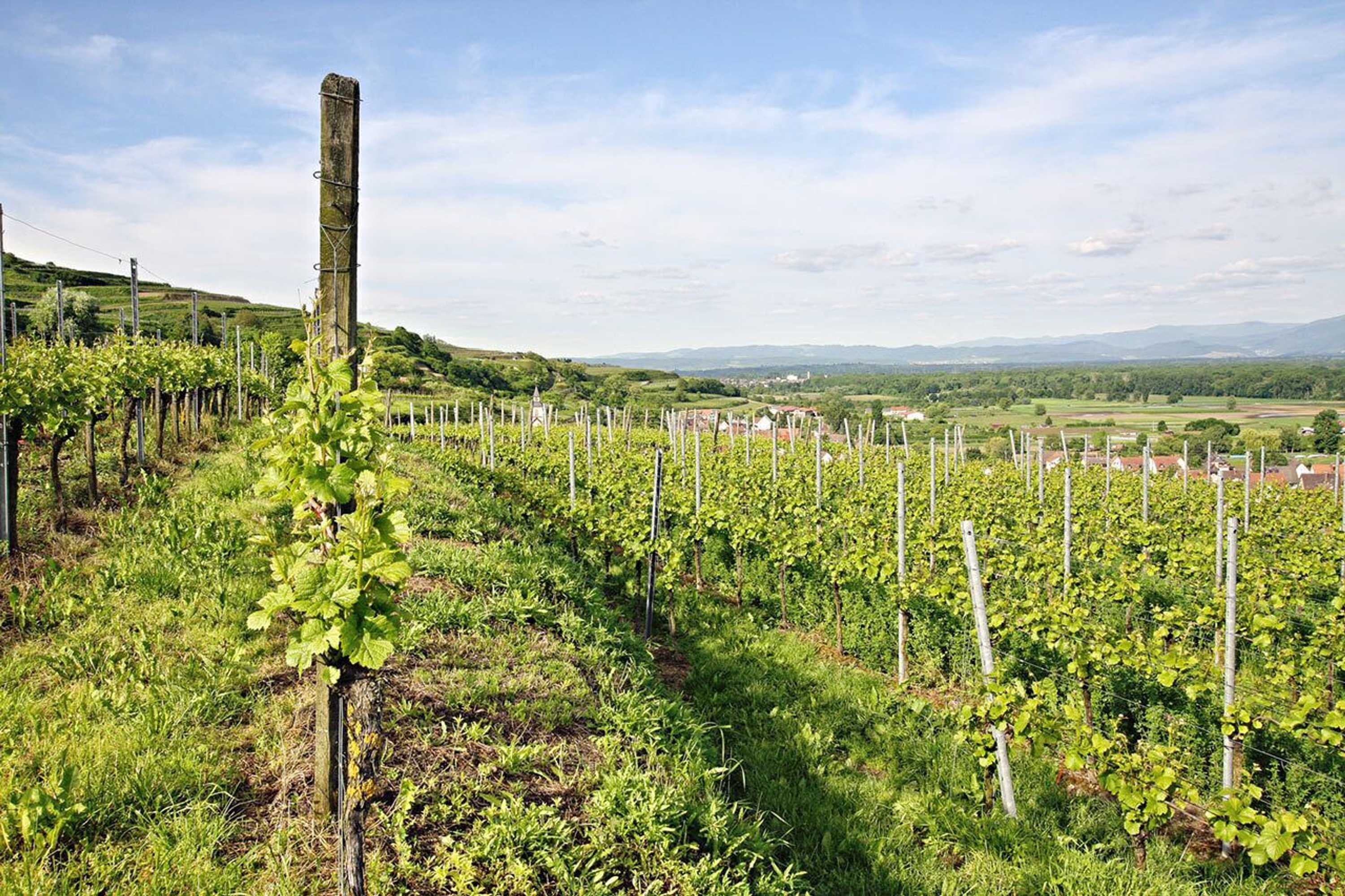Gift card for Winzerstube Ihringen Gift card for Winzerstube Ihringen