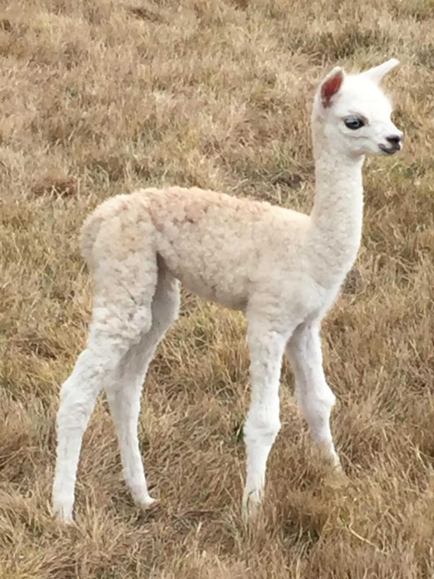 Gift card for Raynella Alpaca Farmstay