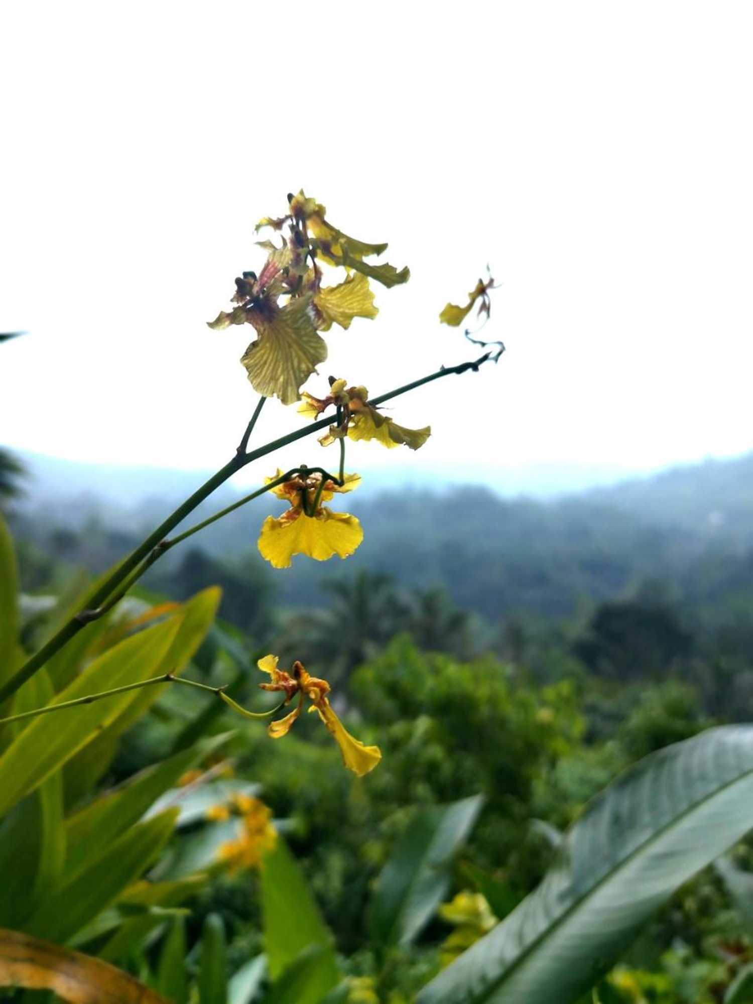 Gift card for Rainforest Nature House