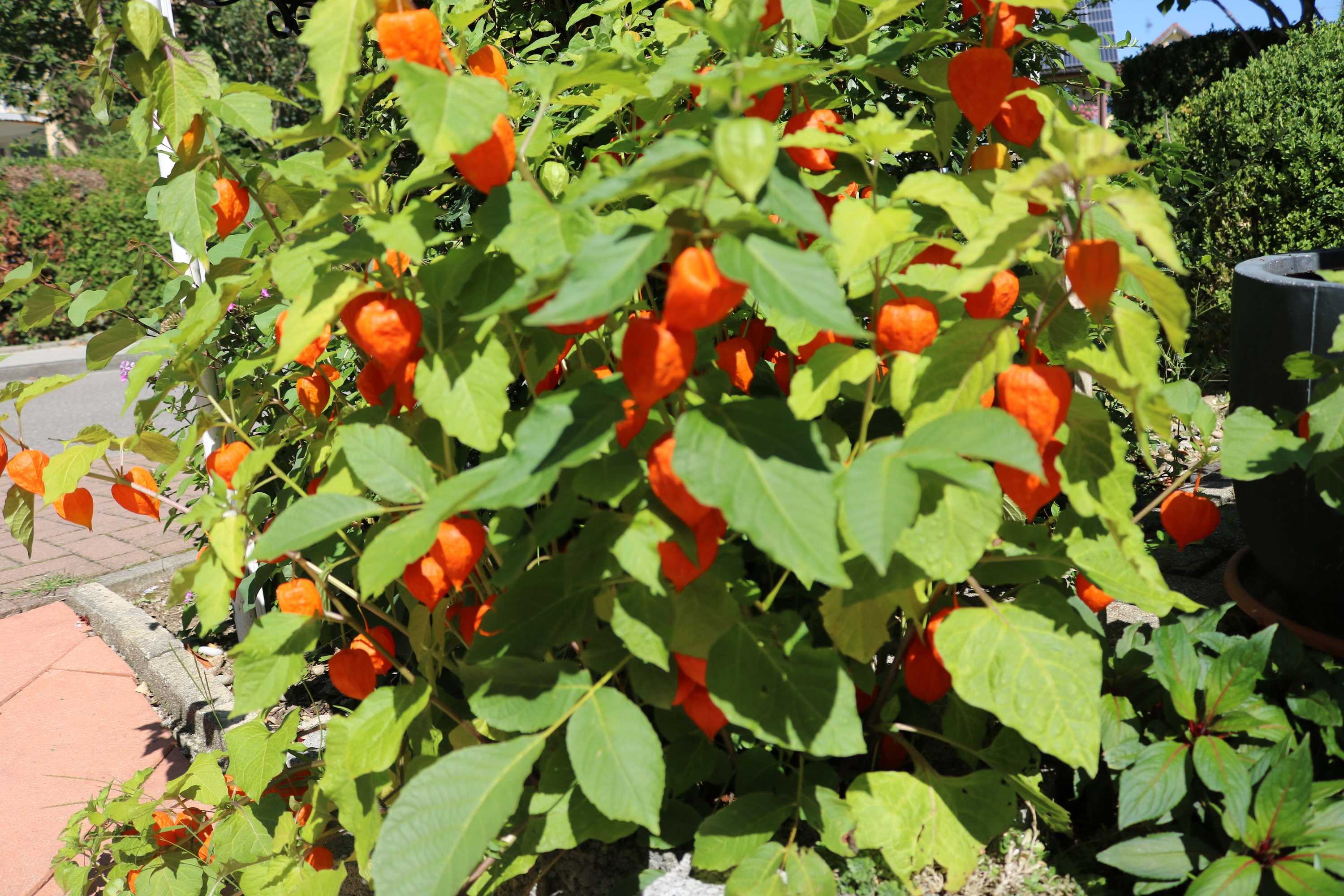 Gift card for Hotel Brigitte