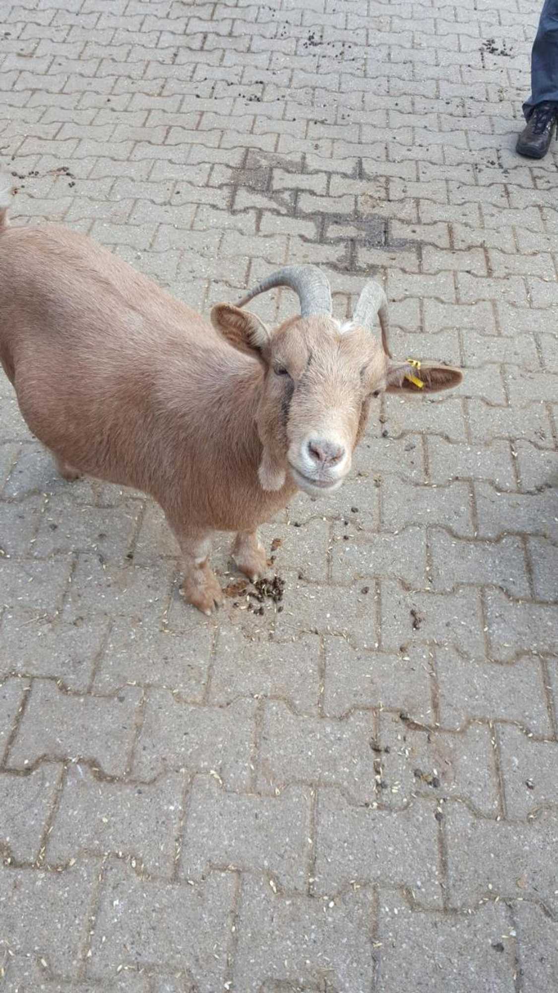 Gift card for Gästehaus By George