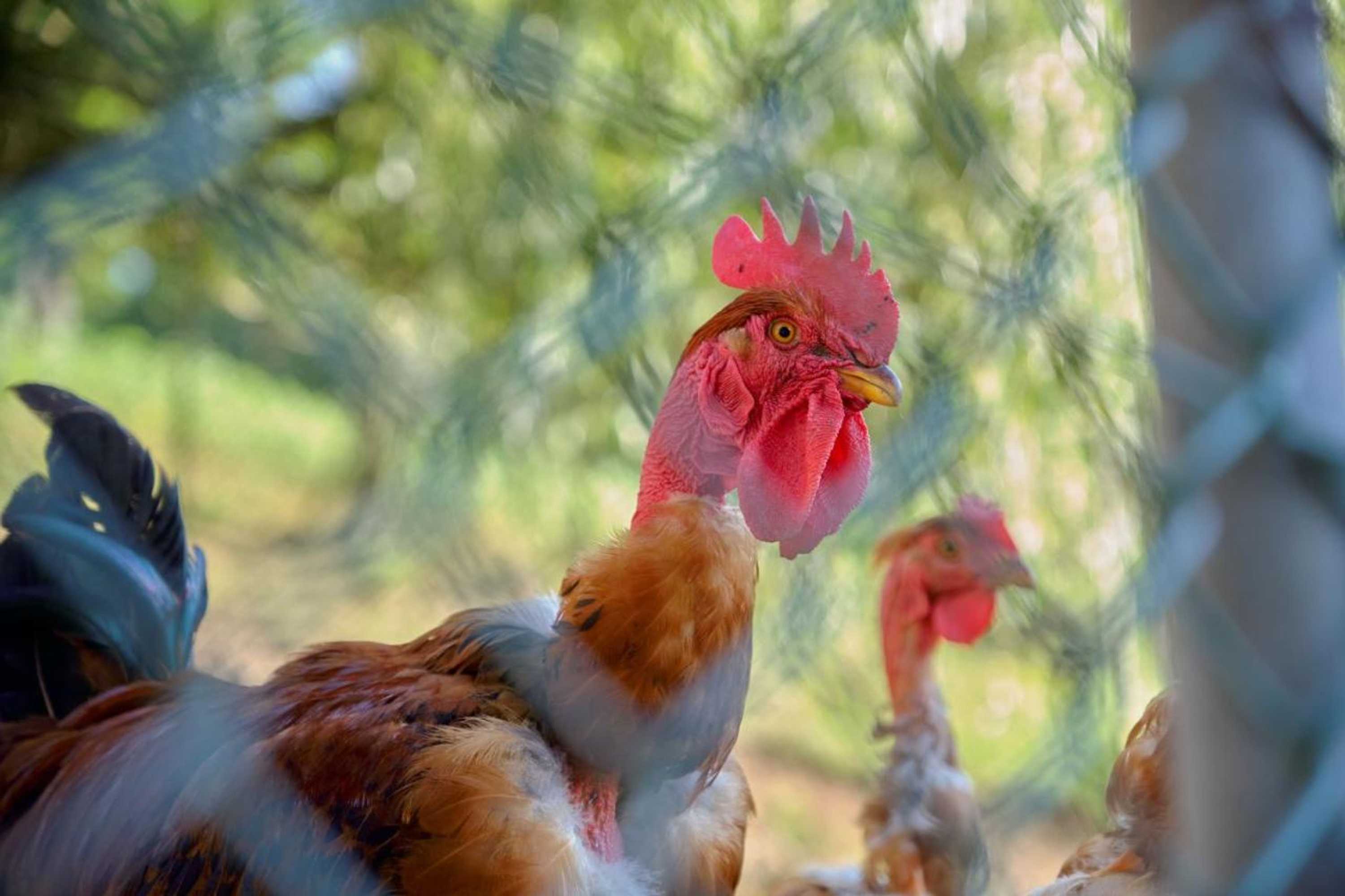 Gift card for Quinta de Silharezes, Lda