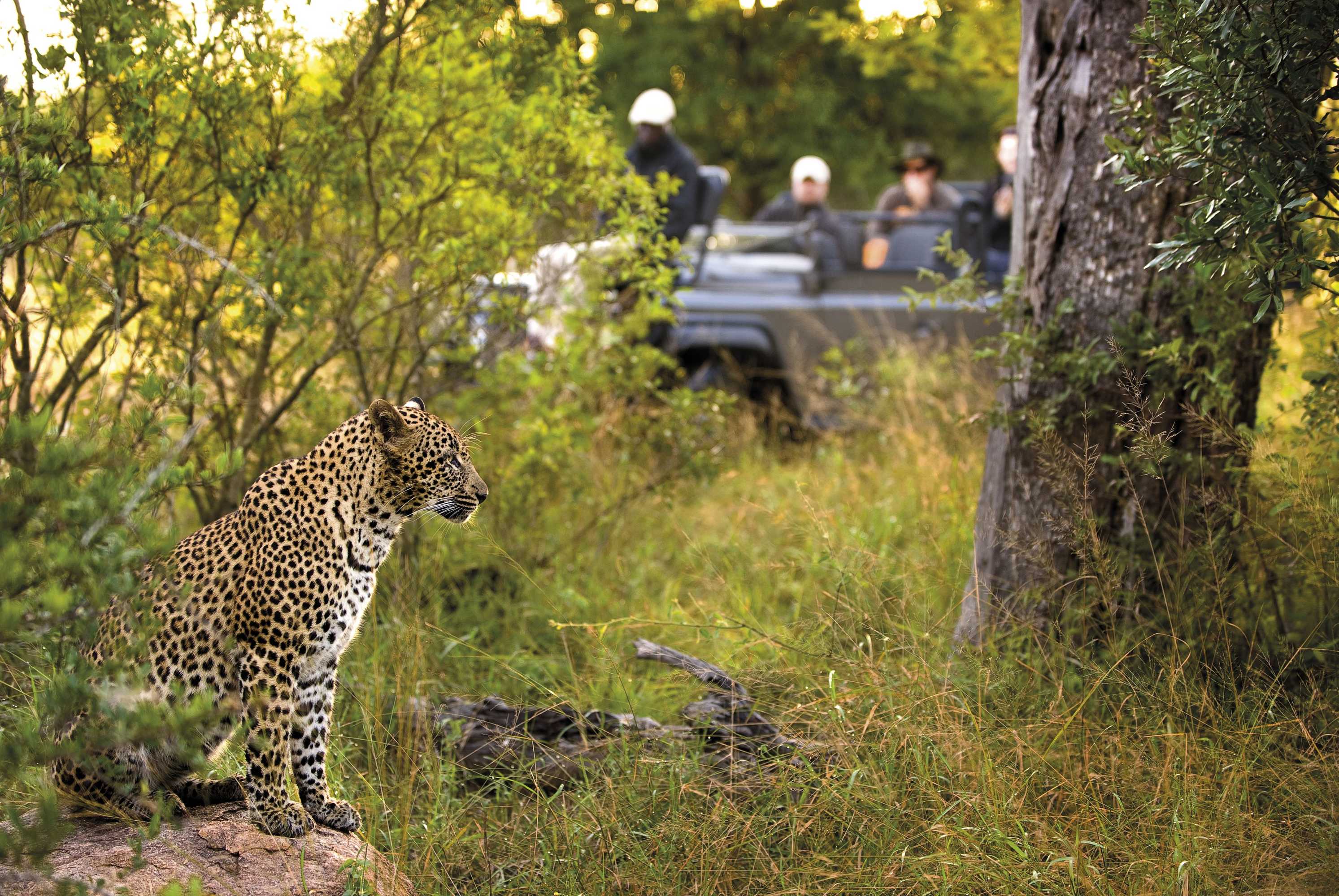 Gift card for Lion Sands Ivory Lodge