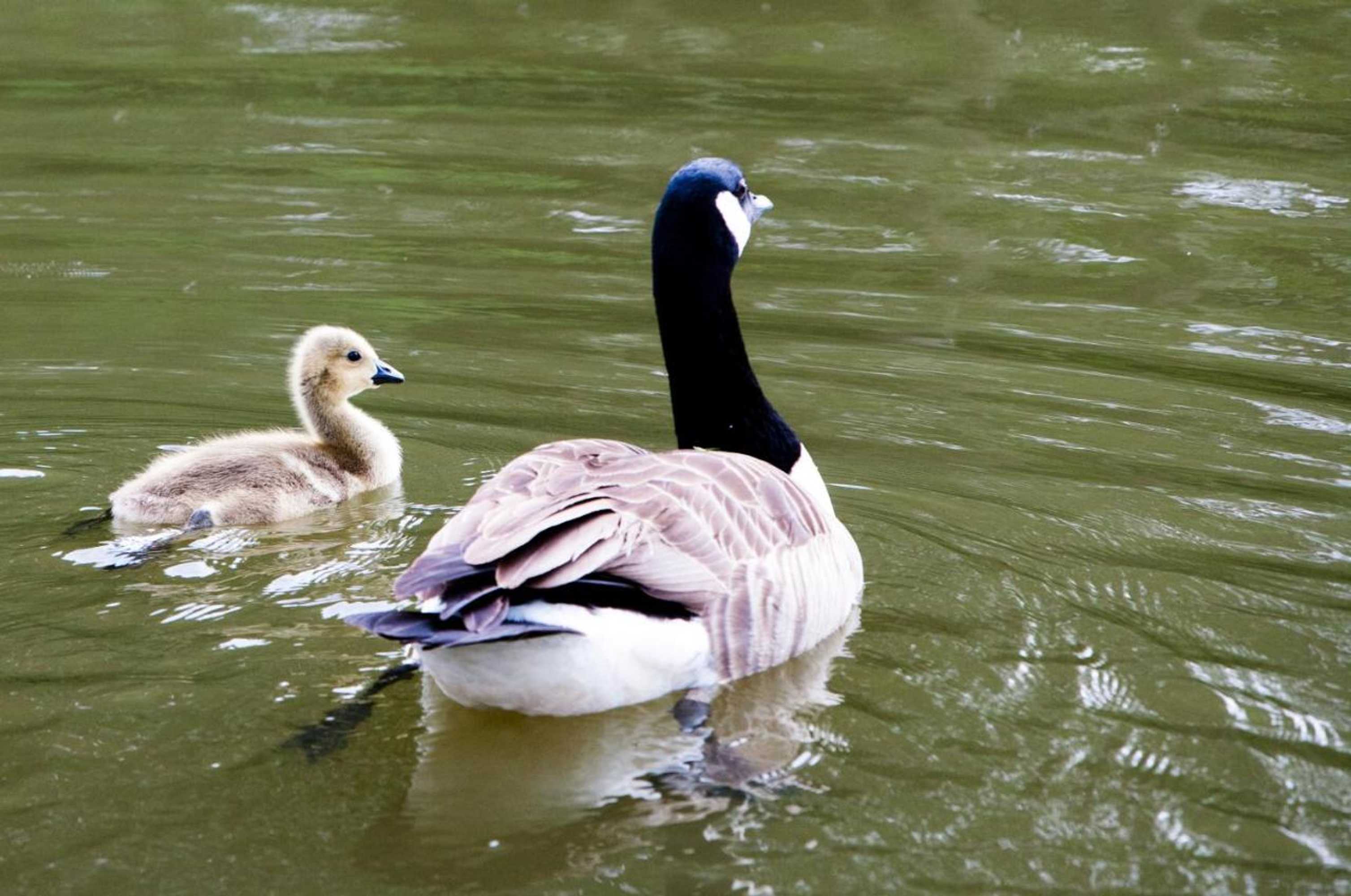 Gift card for Lakeview Holiday Cottages