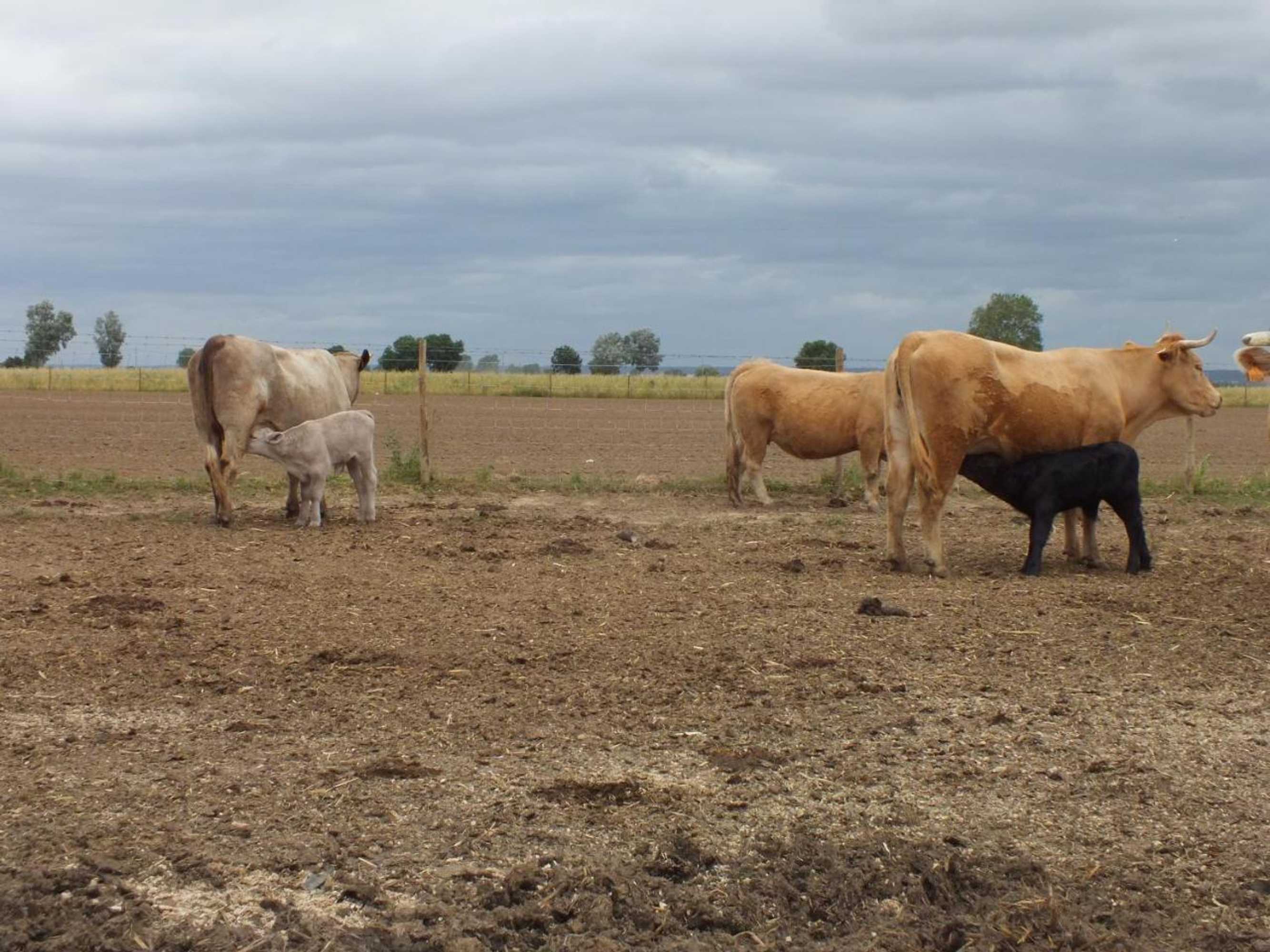 Gift card for Quinta da Gafaria