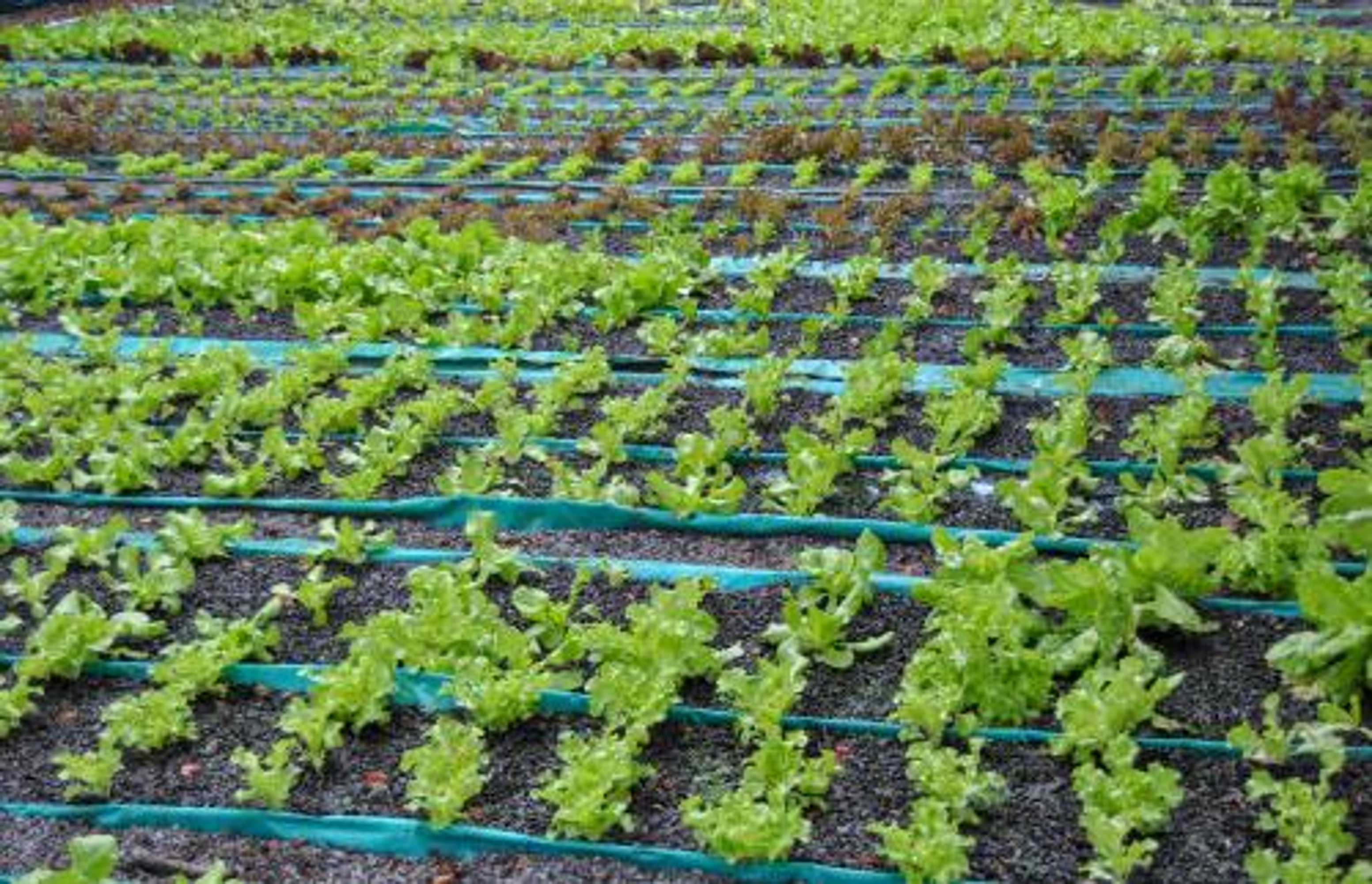 Gift card for Hamilton Urban Farm Guest House Gift card for Hamilton Urban Farm Guest House