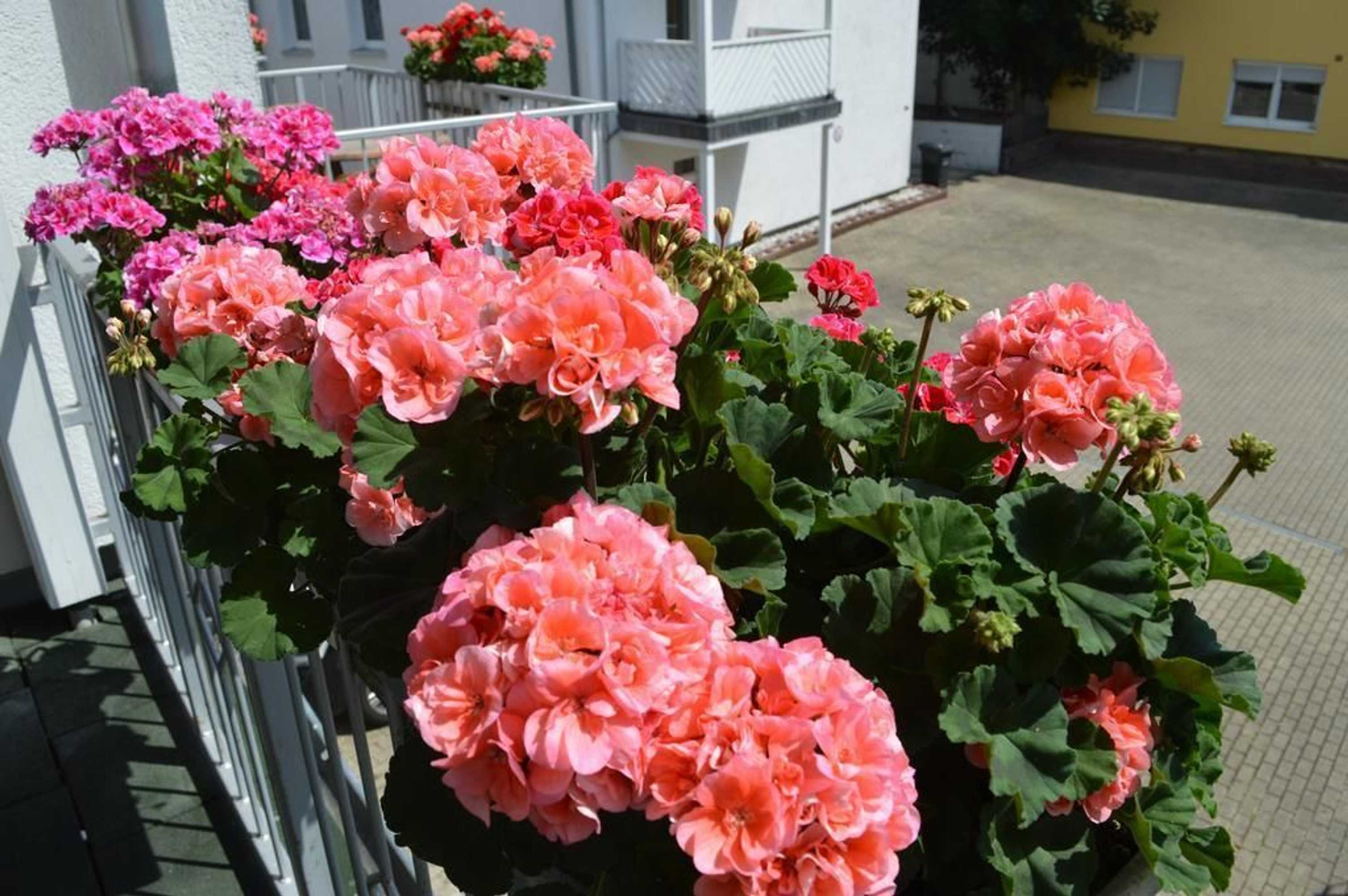 Gift card for Arosa Hotel